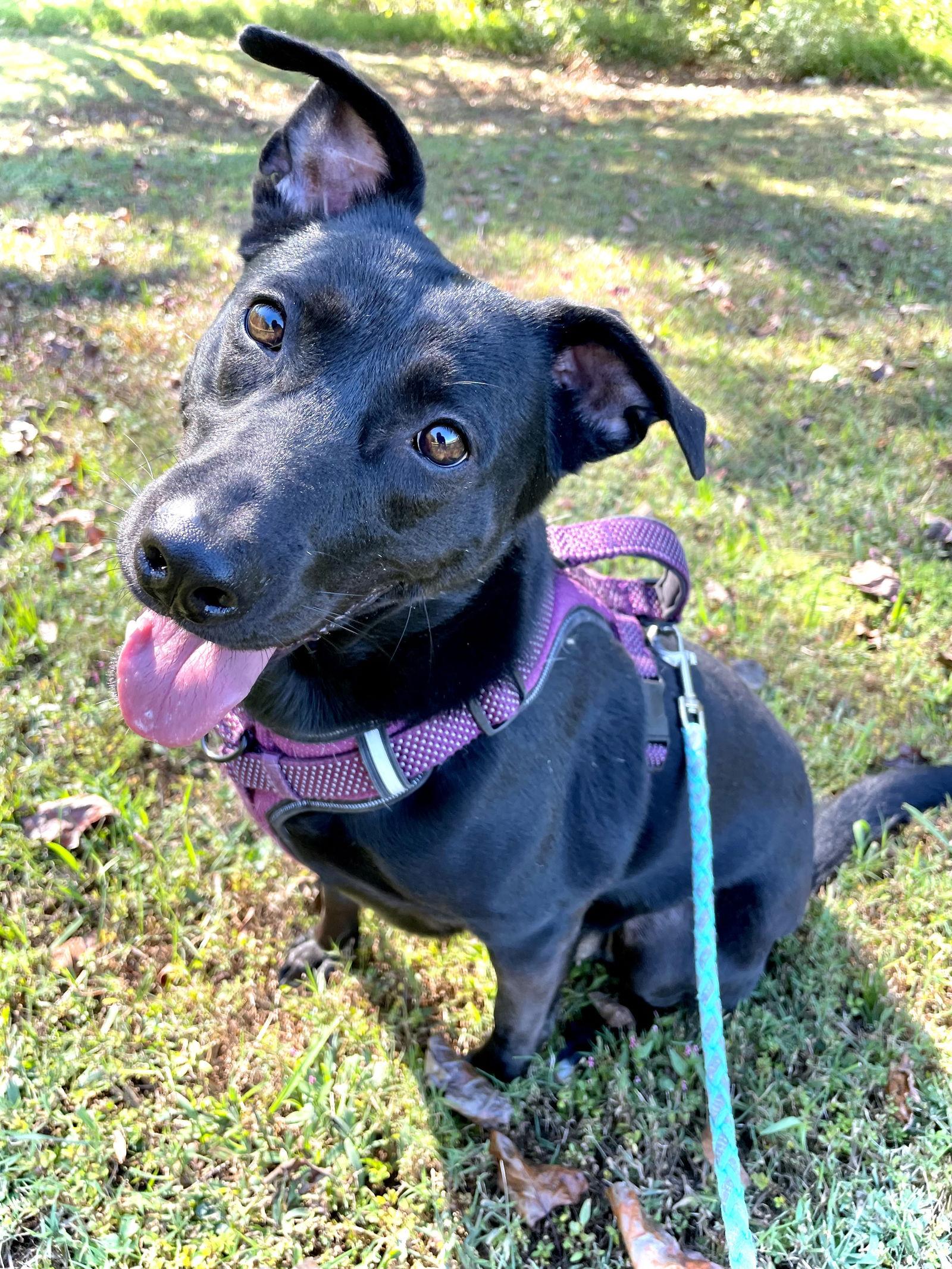 Enlarge Princess, a Adoptable mixed breed in Chatsworth, GA image 1/1