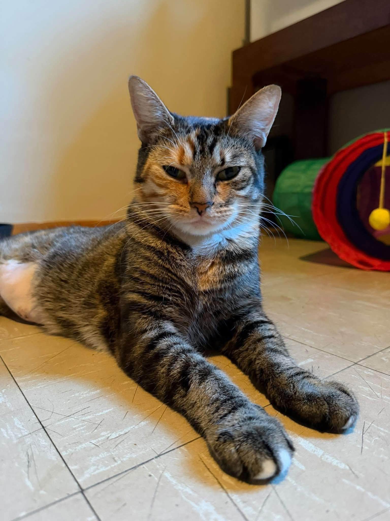 Clementine, Adoptable, Adult Female Domestic Short Hair.