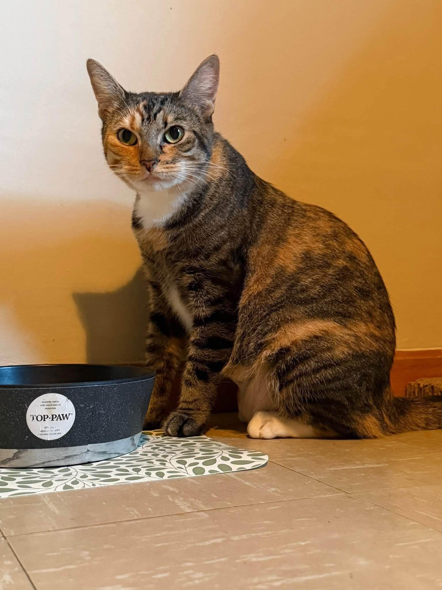 Enlarge Clementine, a Adoptable Domestic Short Hair in Enfield, CT image 2/6