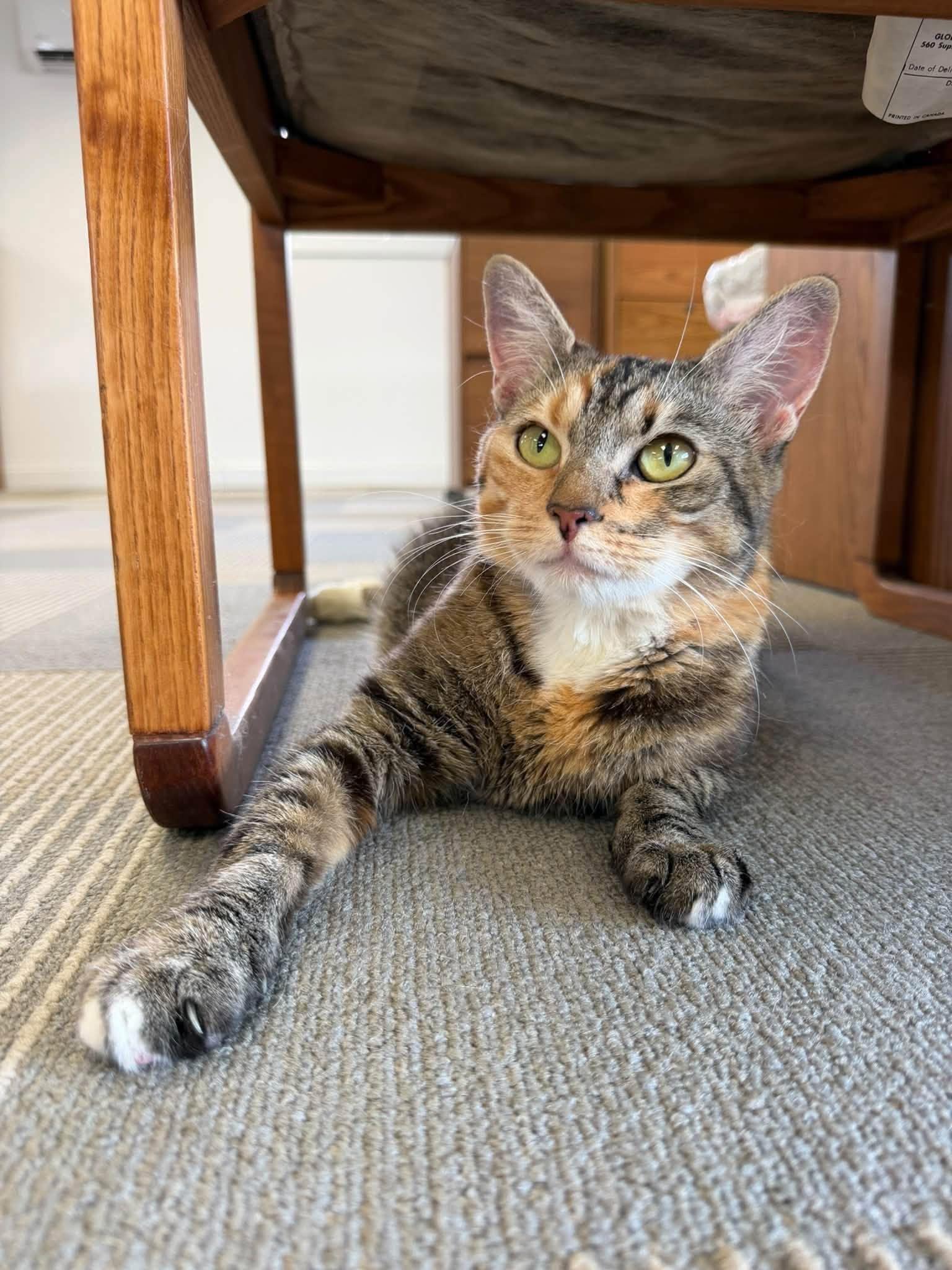 Enlarge Clementine, a Adoptable Domestic Short Hair in Enfield, CT image 3/6