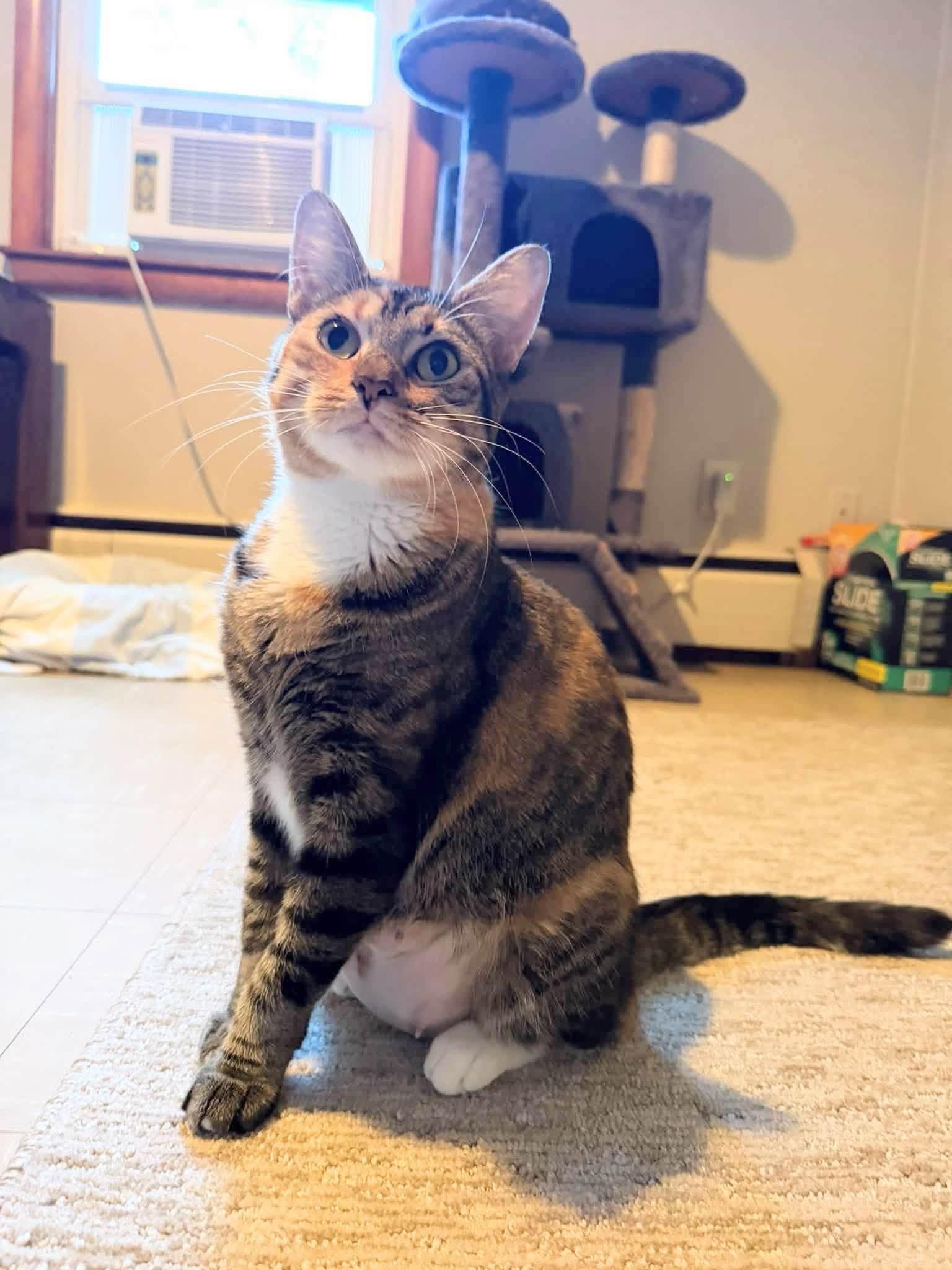 Enlarge Clementine, a Adoptable Domestic Short Hair in Enfield, CT image 4/6