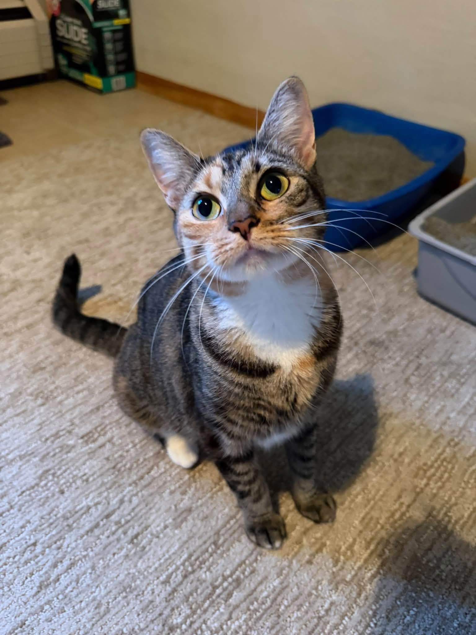 Enlarge Clementine, a Adoptable Domestic Short Hair in Enfield, CT image 5/6