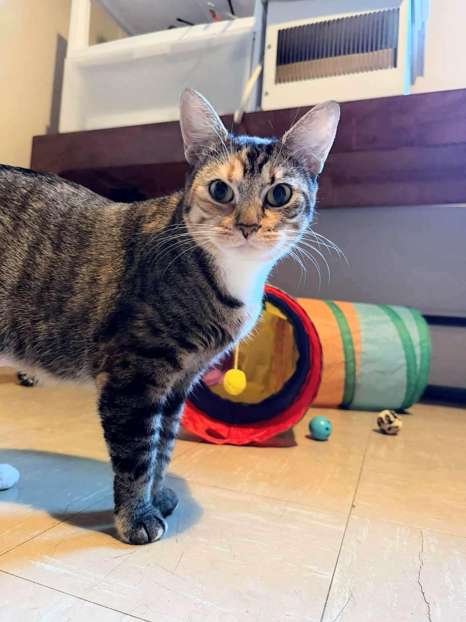 Enlarge Clementine, a Adoptable Domestic Short Hair in Enfield, CT image 6/6