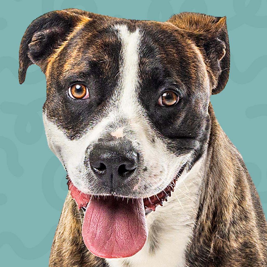 Enlarge Benji, a Adoptable mixed breed in Reno, NV image 1/3