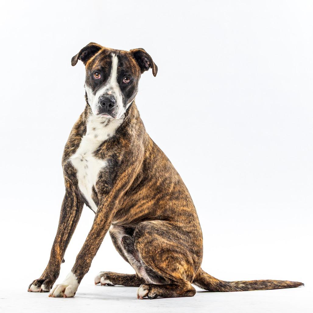Enlarge Benji, a Adoptable mixed breed in Reno, NV image 2/3