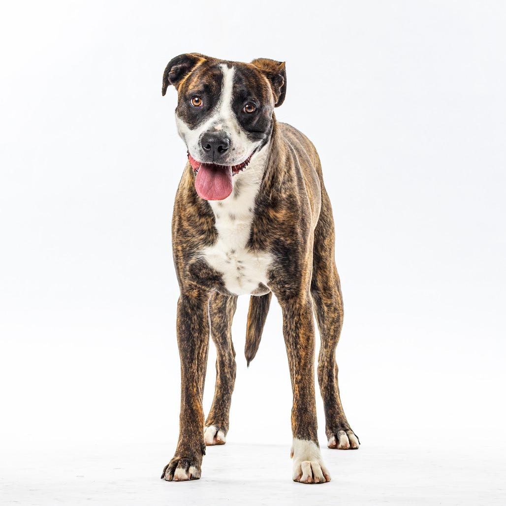 Enlarge Benji, a Adoptable mixed breed in Reno, NV image 3/3