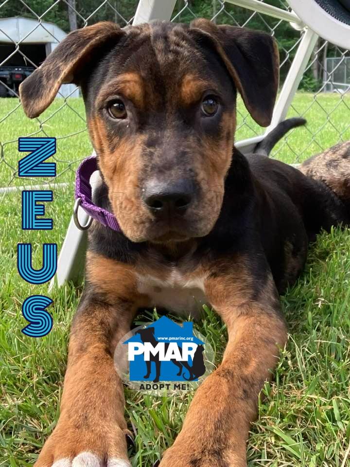 Zeus