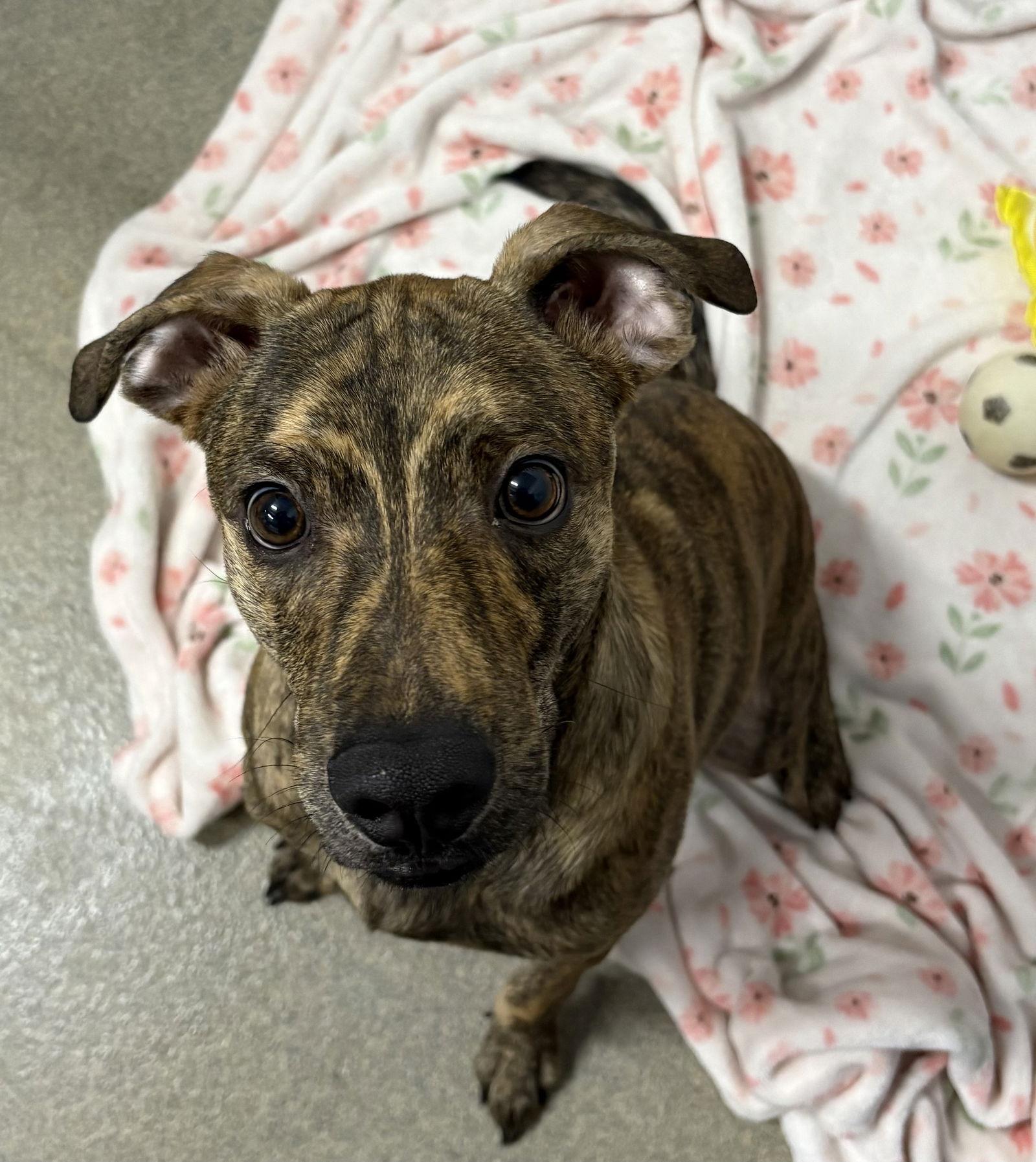 Jacob 7 months AVA 1/14, Adoptable, Young Male Mixed Breed.