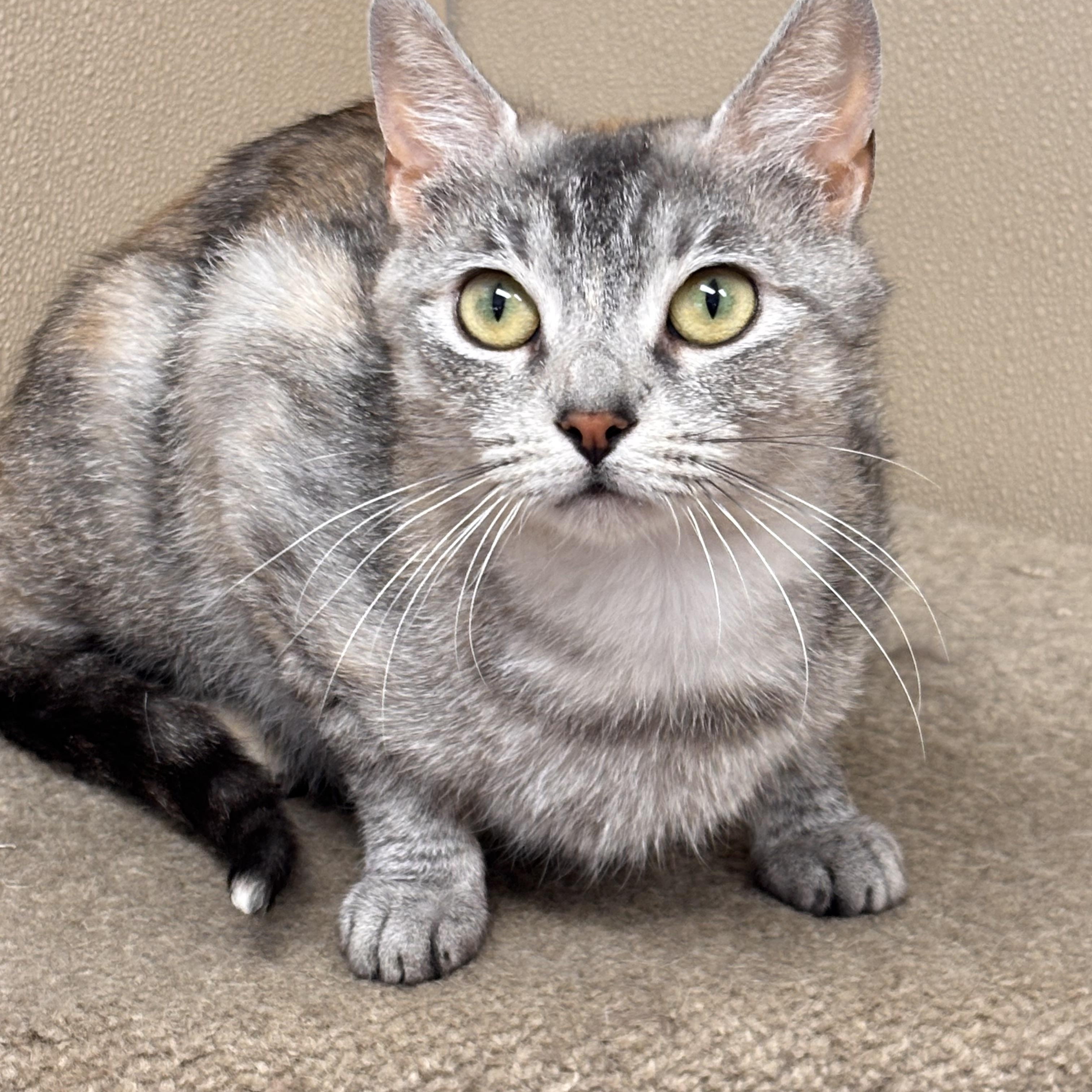 Enlarge Molly, a Adoptable Domestic Short Hair in Batavia, NY image 1/1