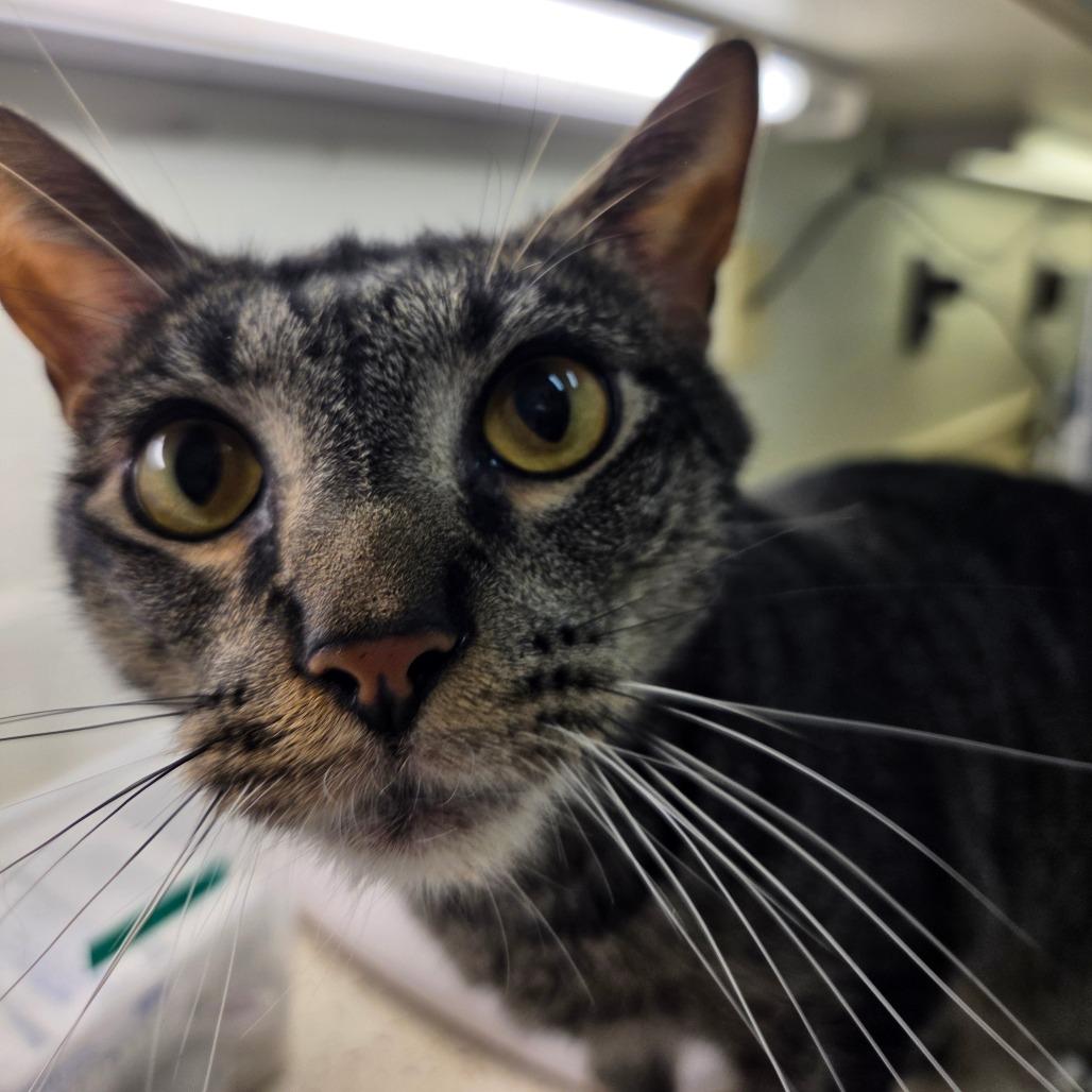 Enlarge Noodle, a Adoptable Domestic Short Hair in Auburn, AL image 1/4
