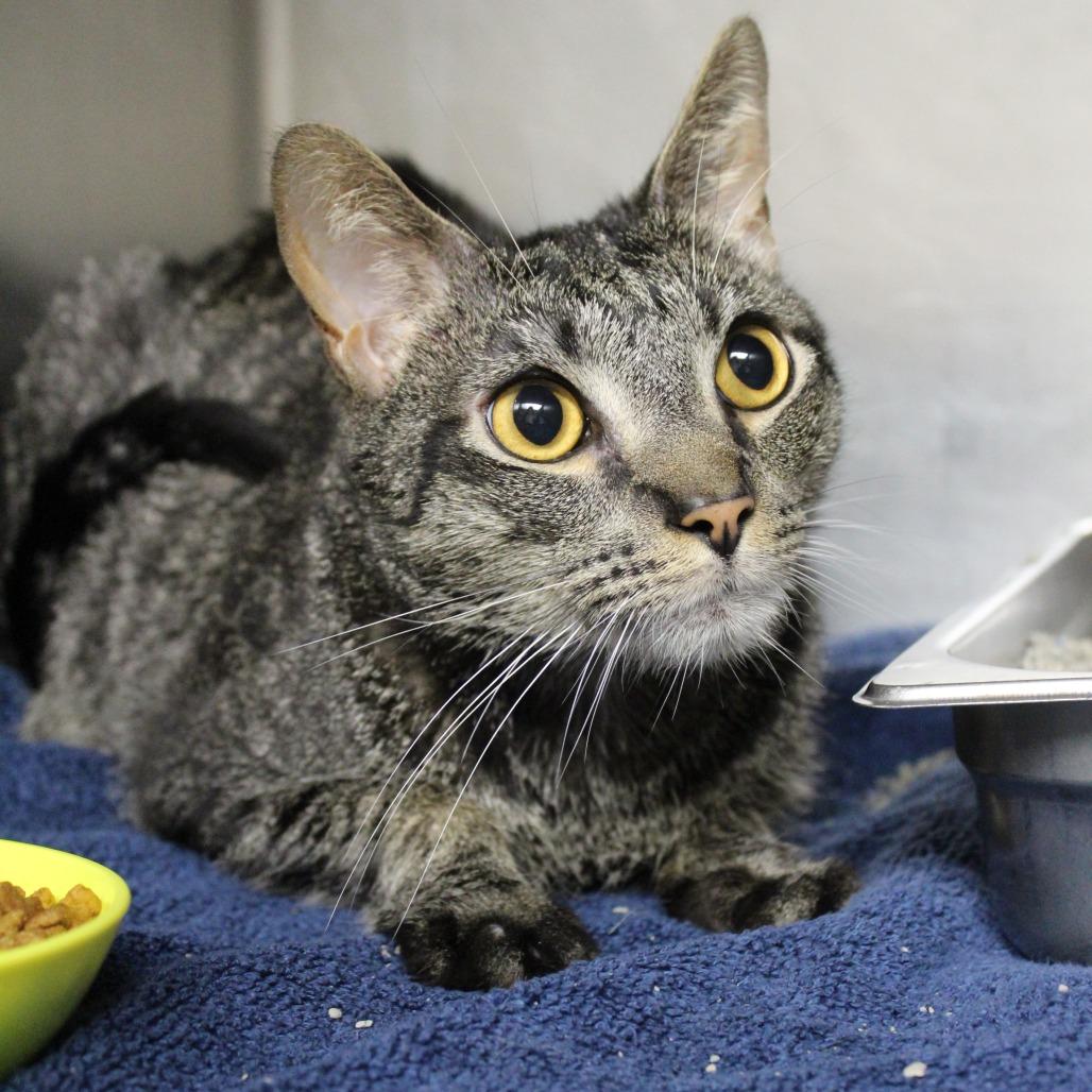Enlarge Noodle, a Adoptable Domestic Short Hair in Auburn, AL image 2/4