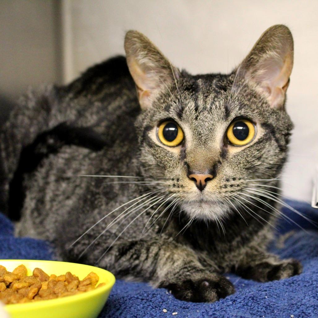 Enlarge Noodle, a Adoptable Domestic Short Hair in Auburn, AL image 3/4