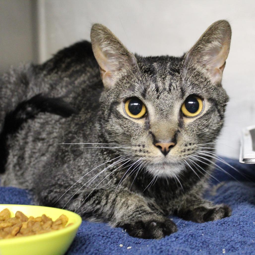 Enlarge Noodle, a Adoptable Domestic Short Hair in Auburn, AL image 4/4