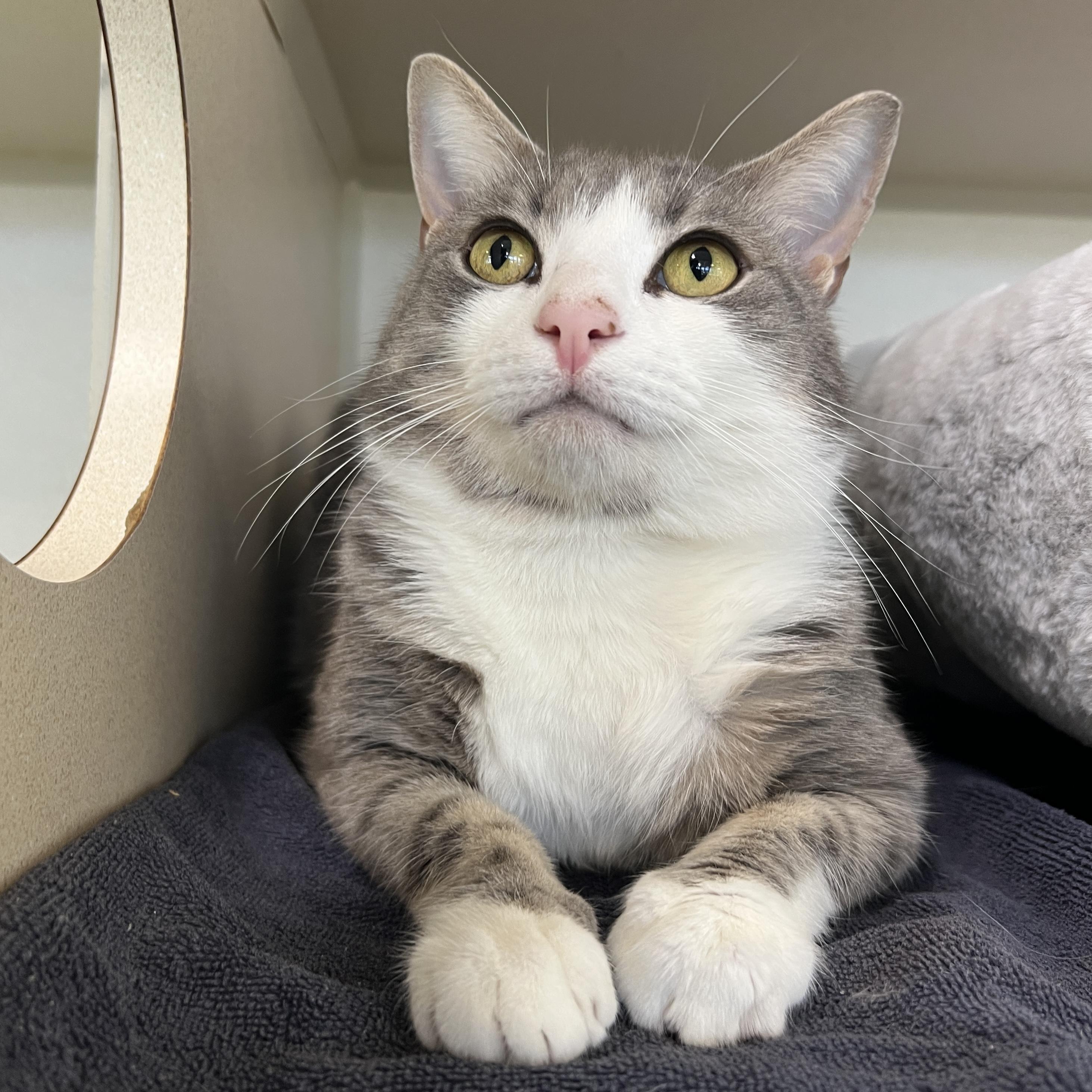 Enlarge George, an adopted Domestic Short Hair in Eatontown, NJ image 4/6