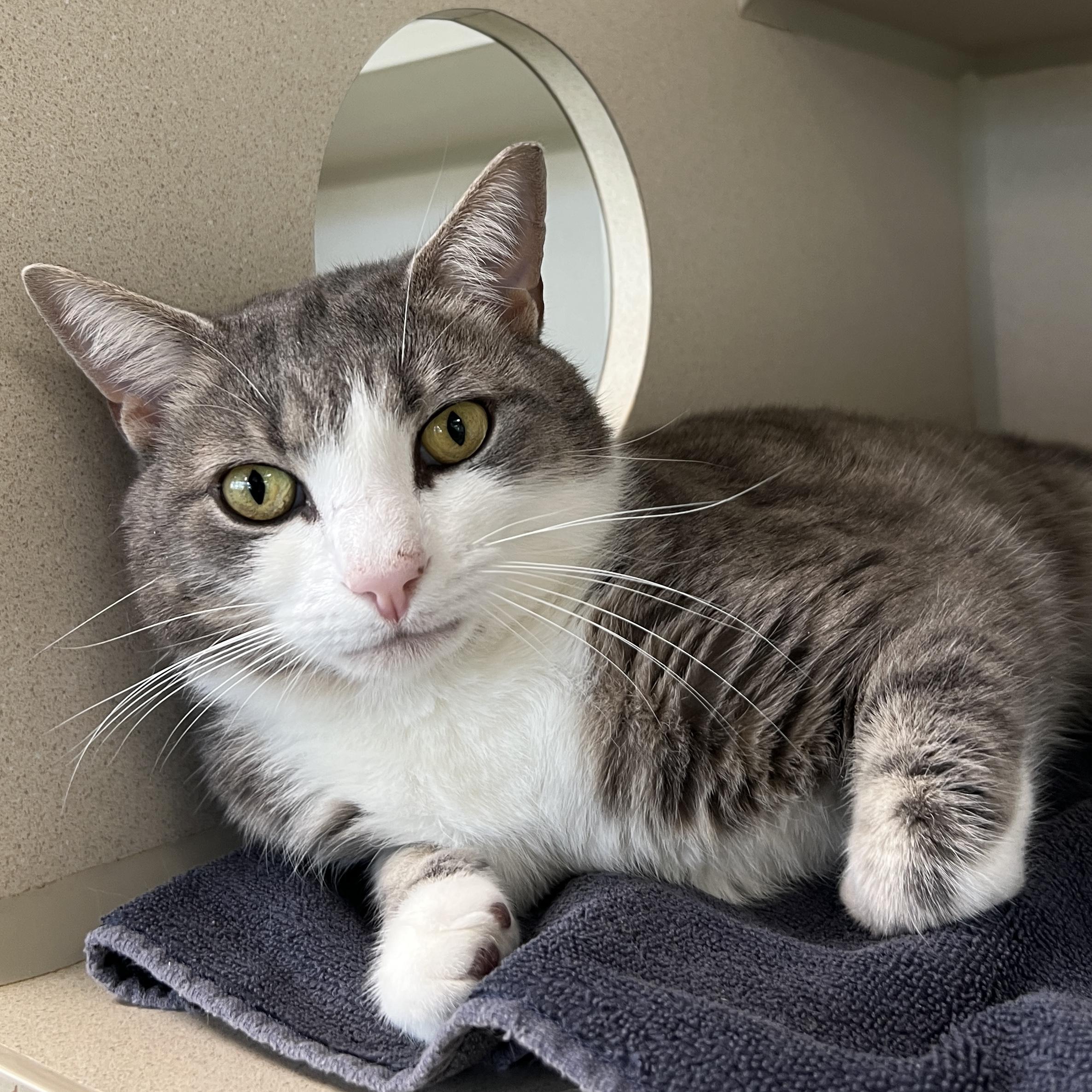 Enlarge George, an adopted Domestic Short Hair in Eatontown, NJ image 3/6