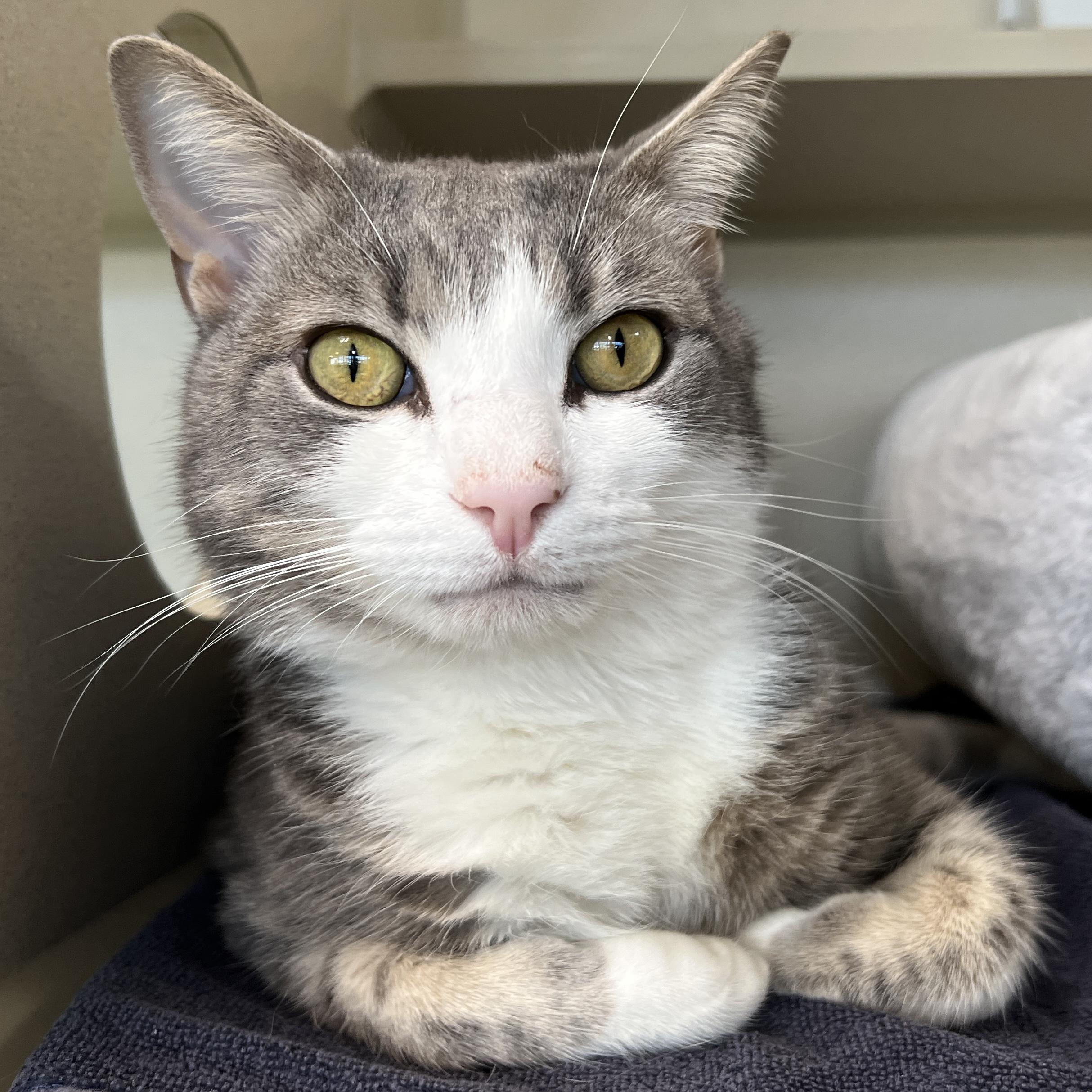 George, adopted, Adult Male Domestic Short Hair.