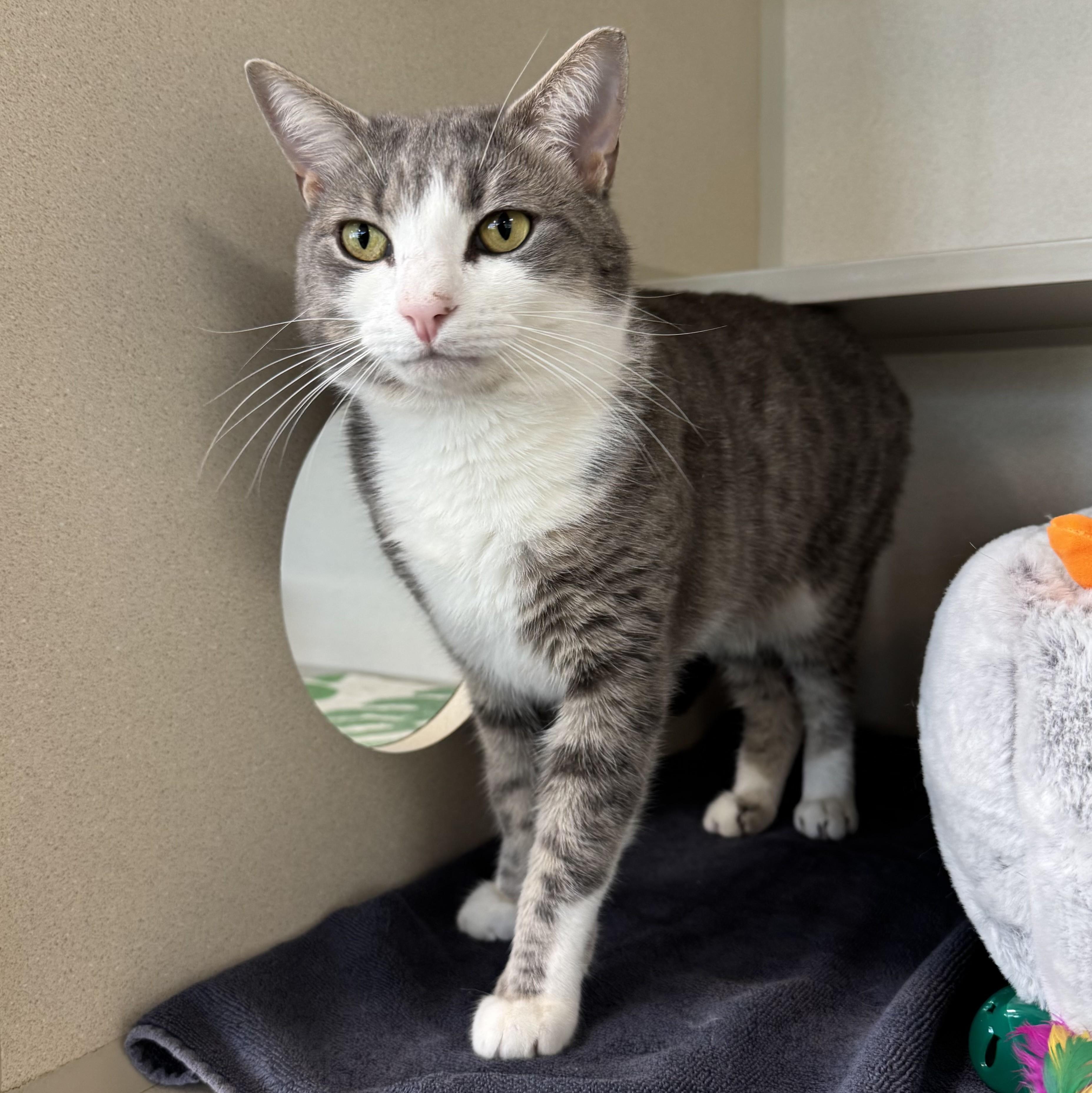 Enlarge George, an adopted Domestic Short Hair in Eatontown, NJ image 6/6