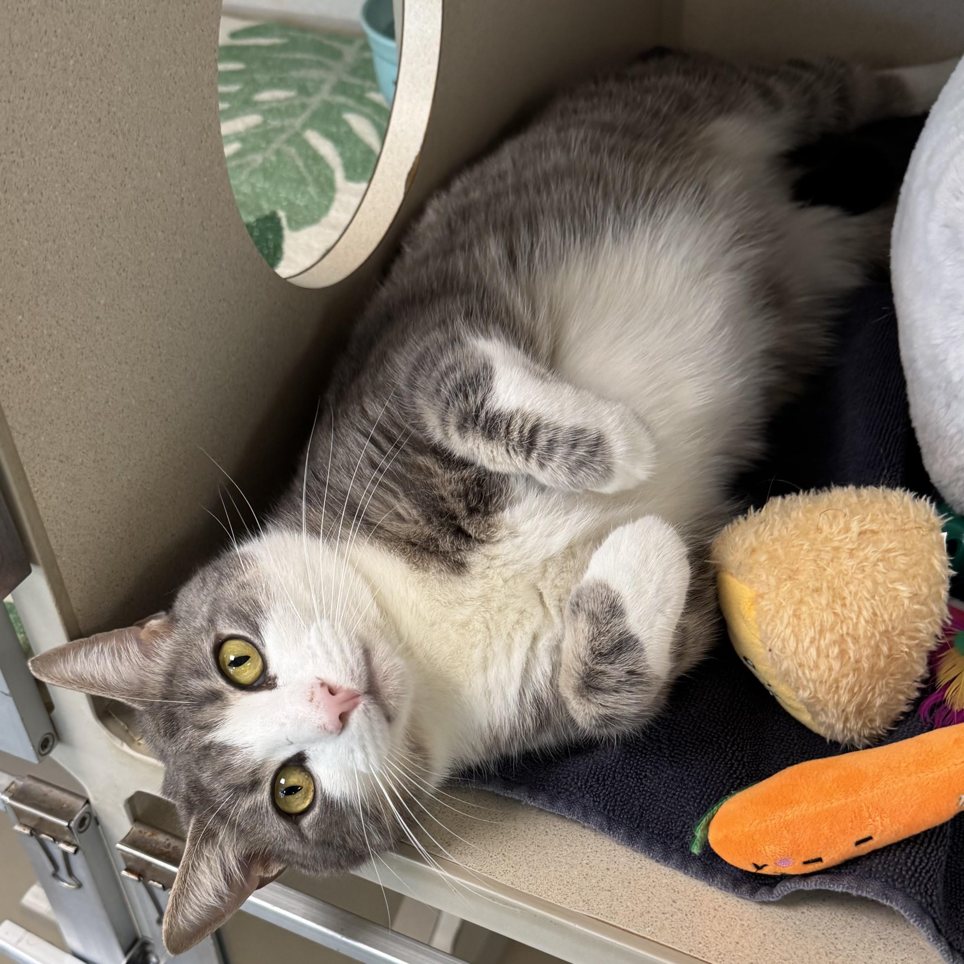 Enlarge George, an adopted Domestic Short Hair in Eatontown, NJ image 5/6