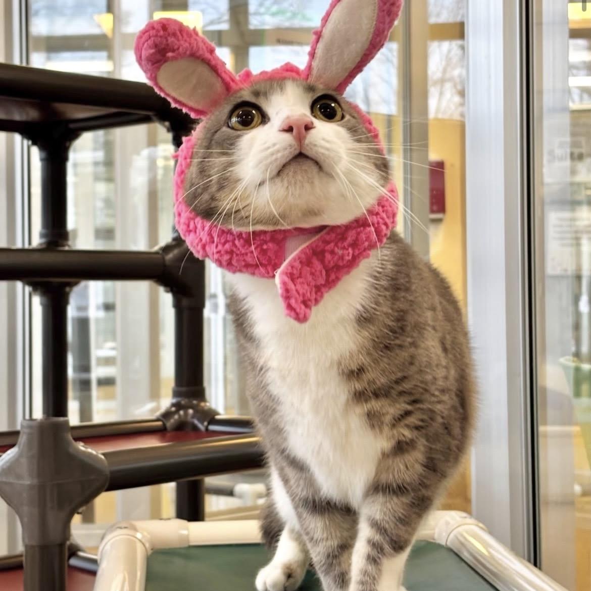 Enlarge George, an adopted Domestic Short Hair in Eatontown, NJ image 2/6