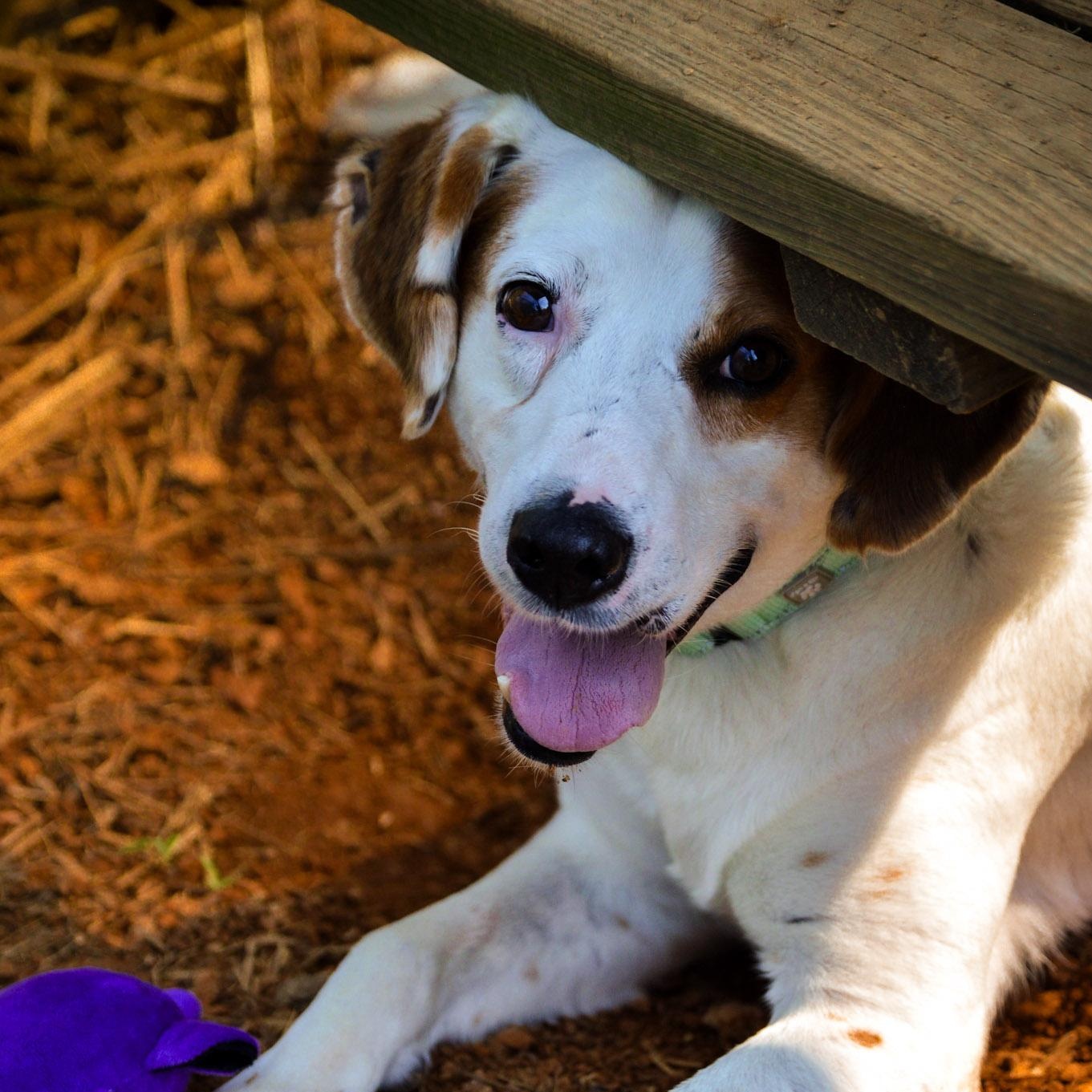 Enlarge Arthur, a Adoptable Hound in Orange, VA image 2/6