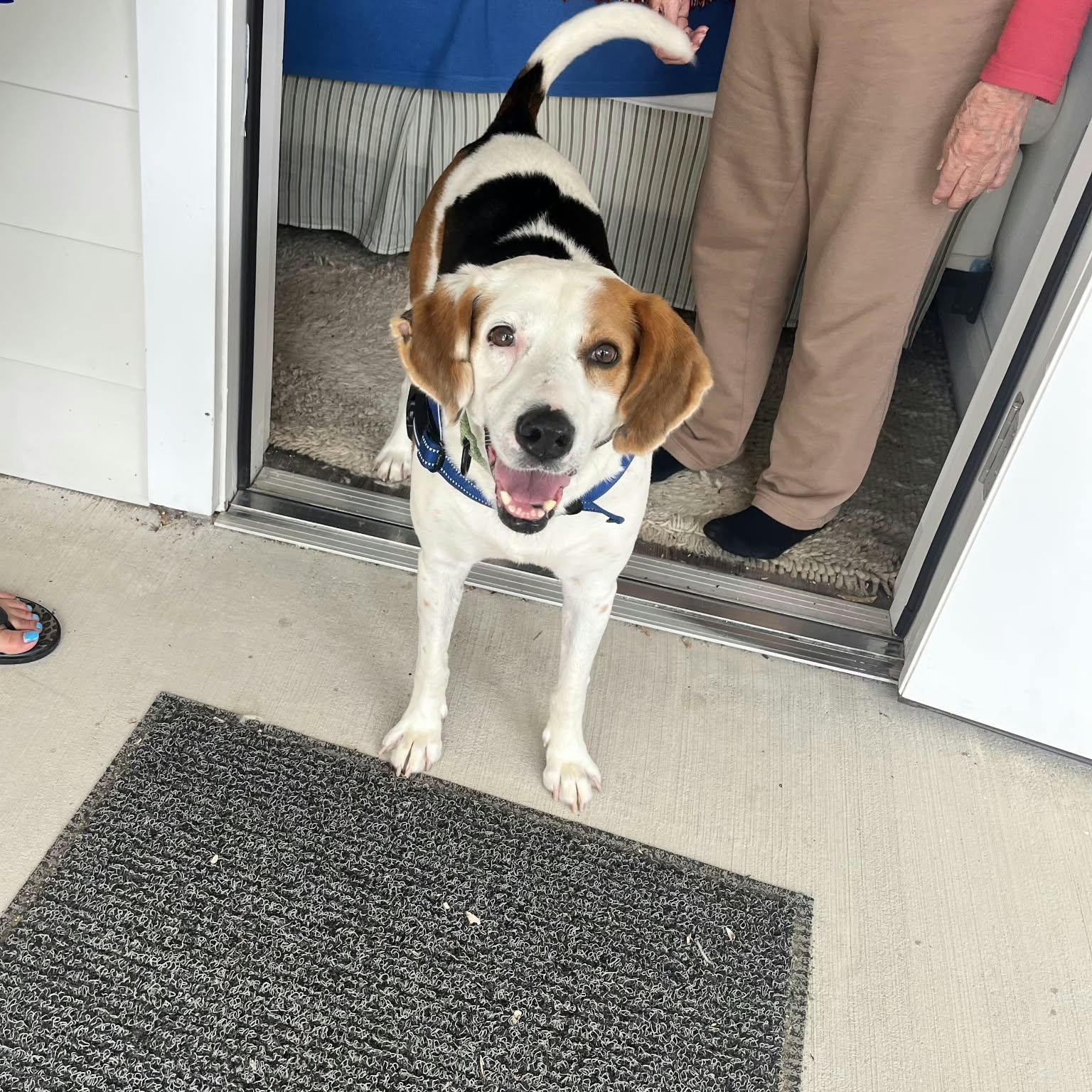 Arthur, Adoptable, Adult Male Hound.