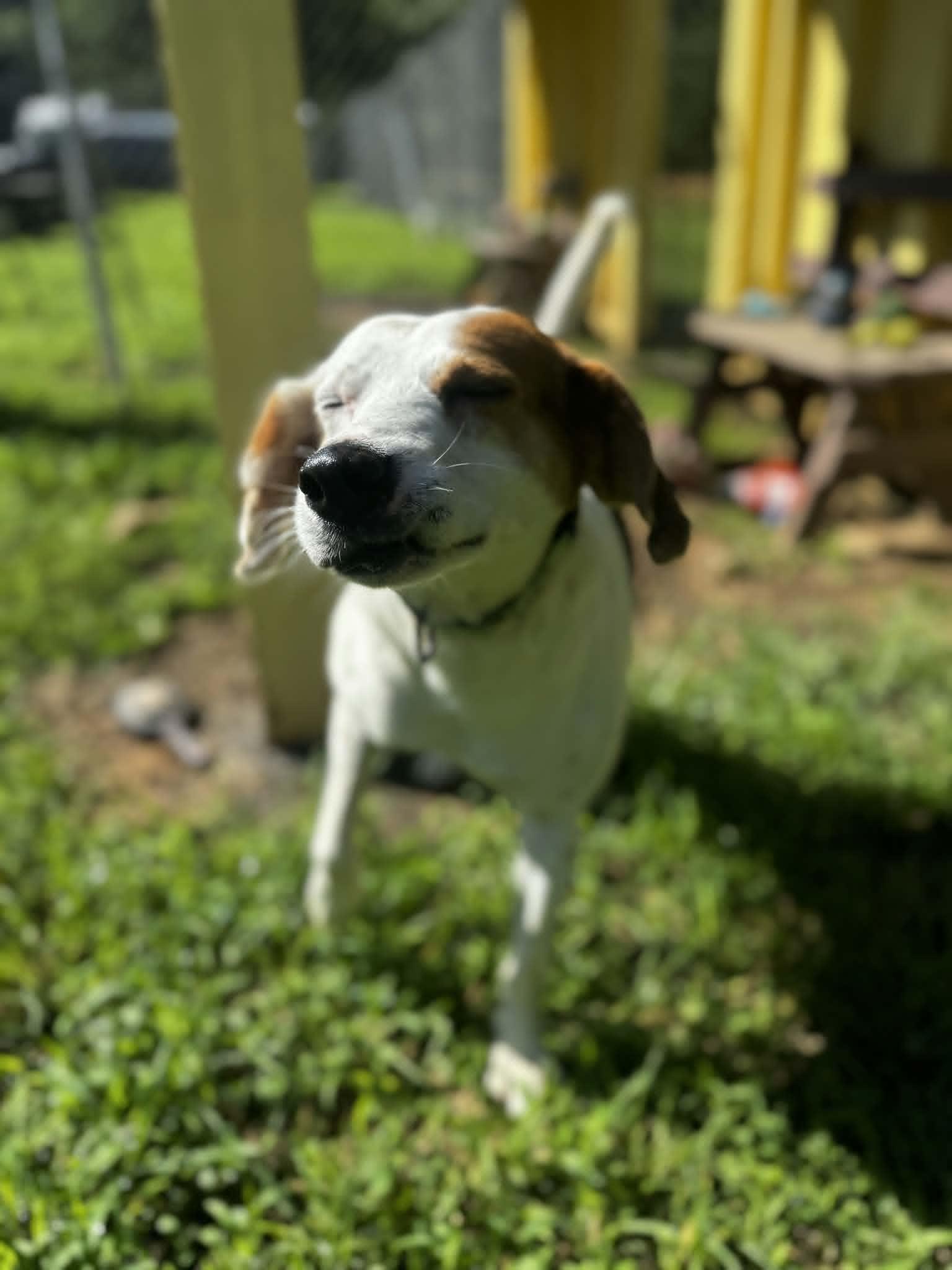 Enlarge Arthur, a Adoptable Hound in Orange, VA image 5/6