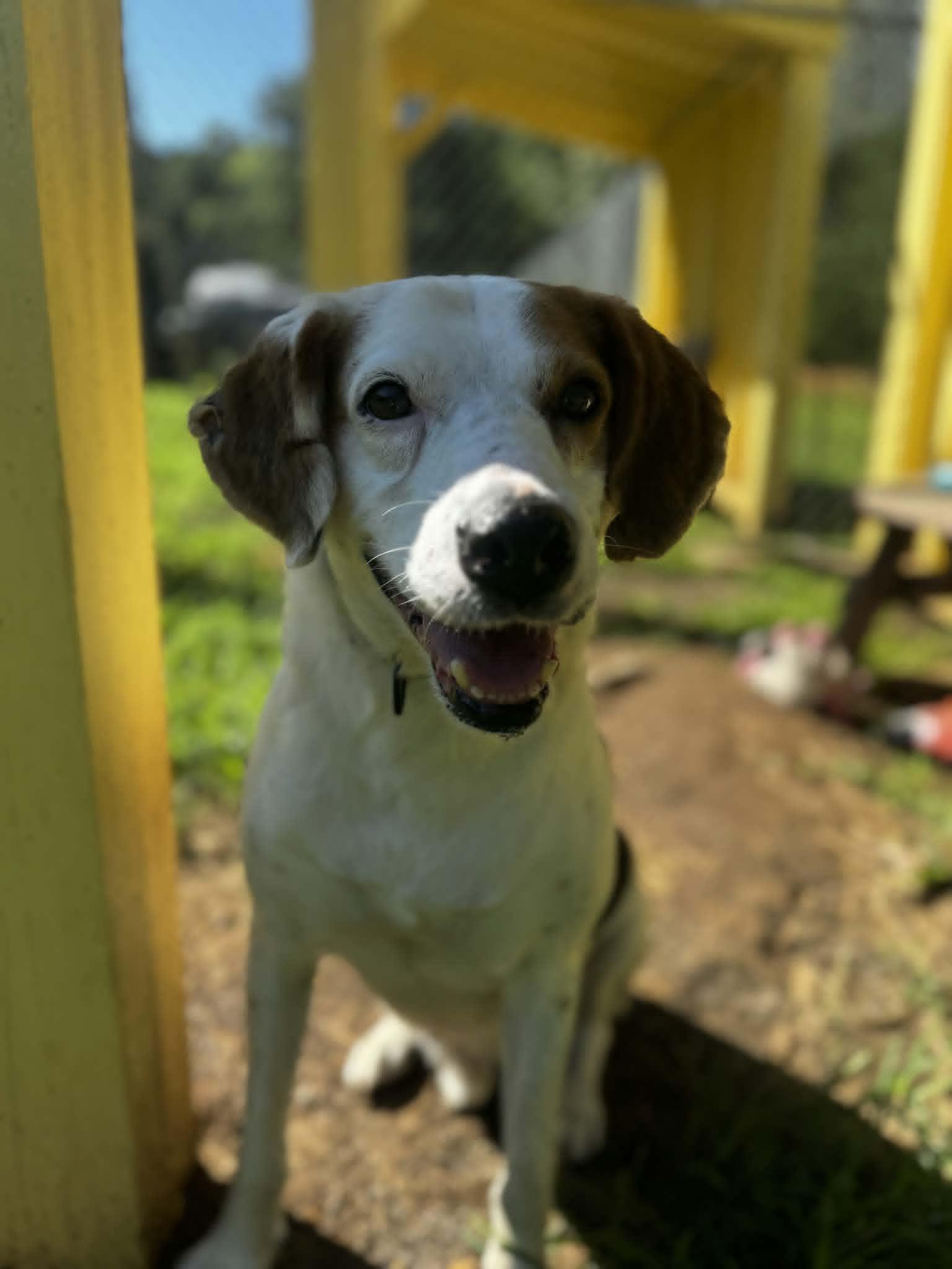 Enlarge Arthur, a Adoptable Hound in Orange, VA image 3/6