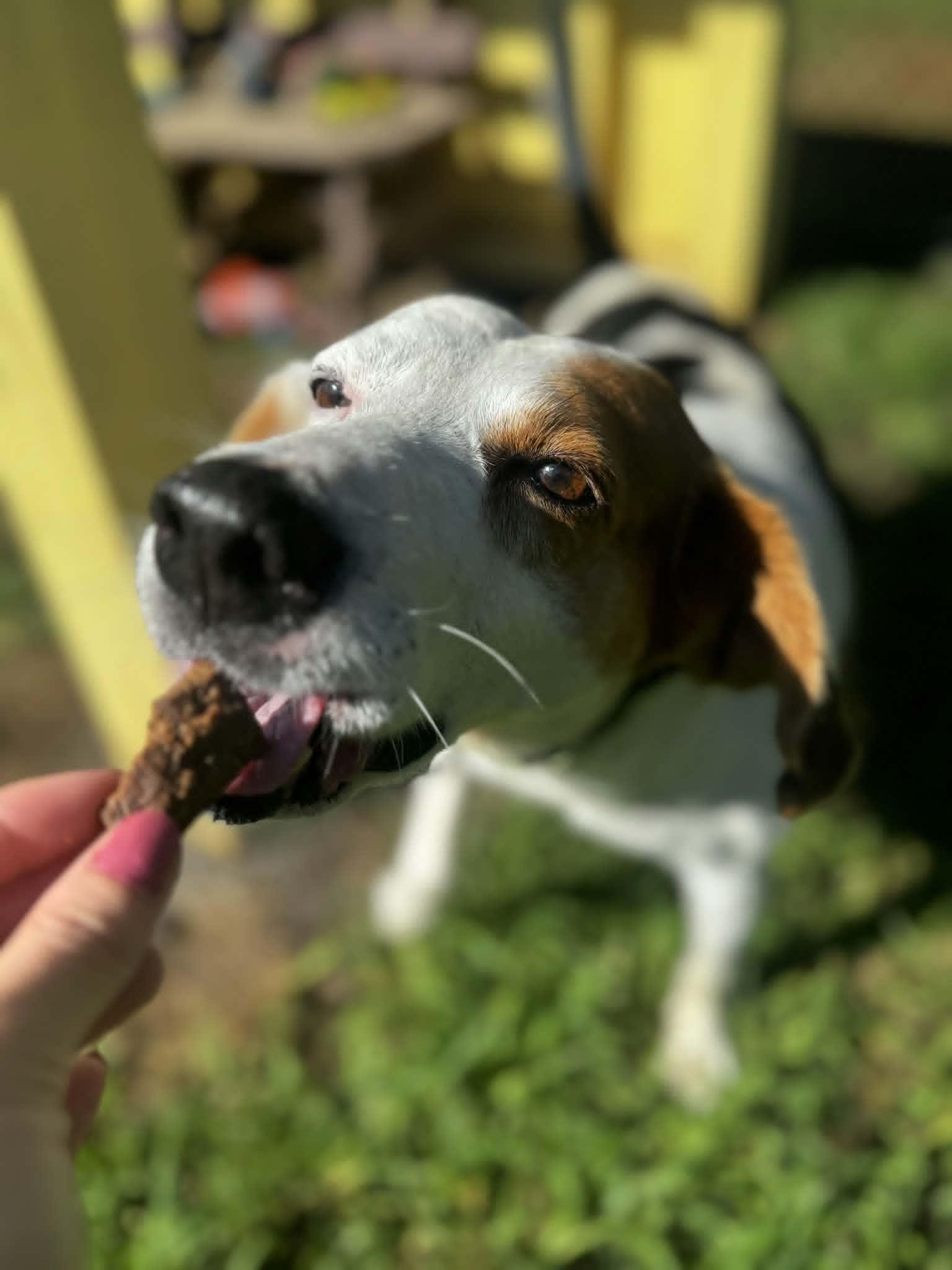 Enlarge Arthur, a Adoptable Hound in Orange, VA image 4/6