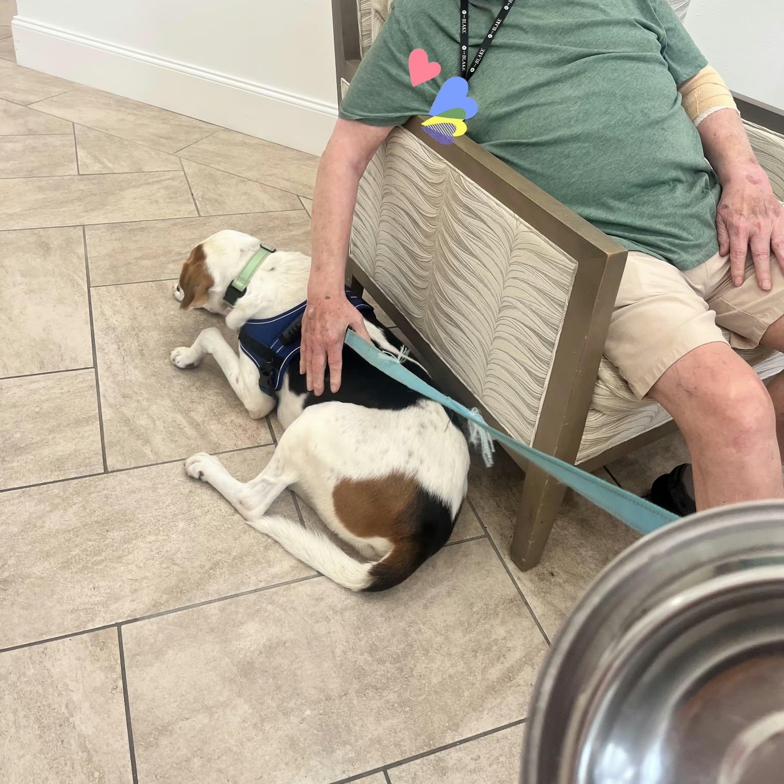 Enlarge Arthur, a Adoptable Hound in Orange, VA image 6/6