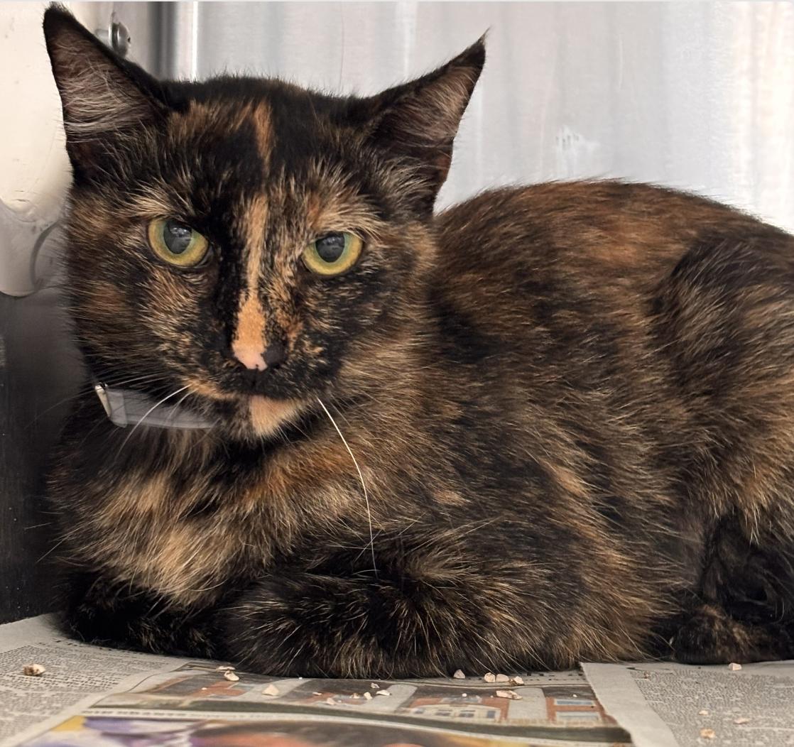 Patches, Adoptable, Young Female Tortoiseshell.