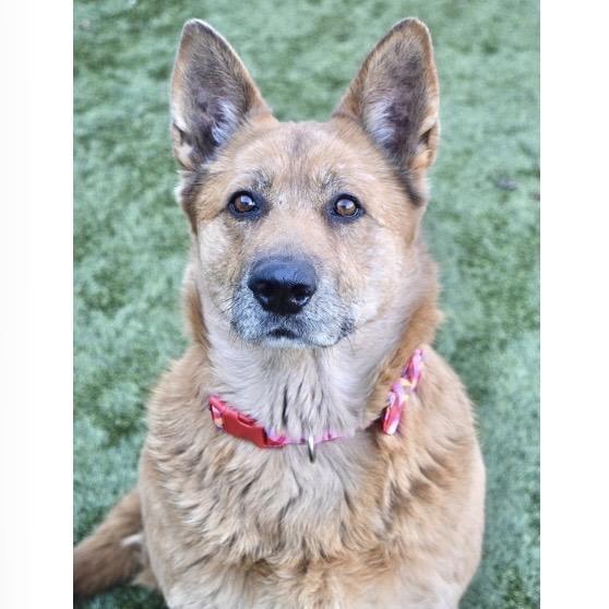Gladys - ECAS, Adoptable, Senior Female Shepherd.