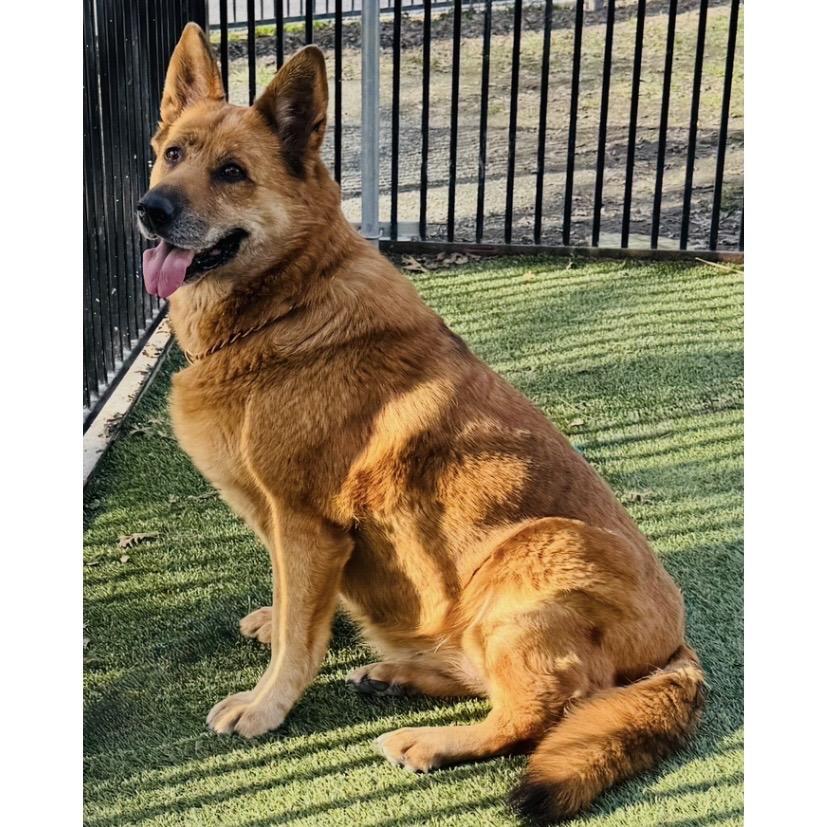 Enlarge Gladys - ECAS, a Adoptable mixed breed in Pleasanton, CA image 2/6