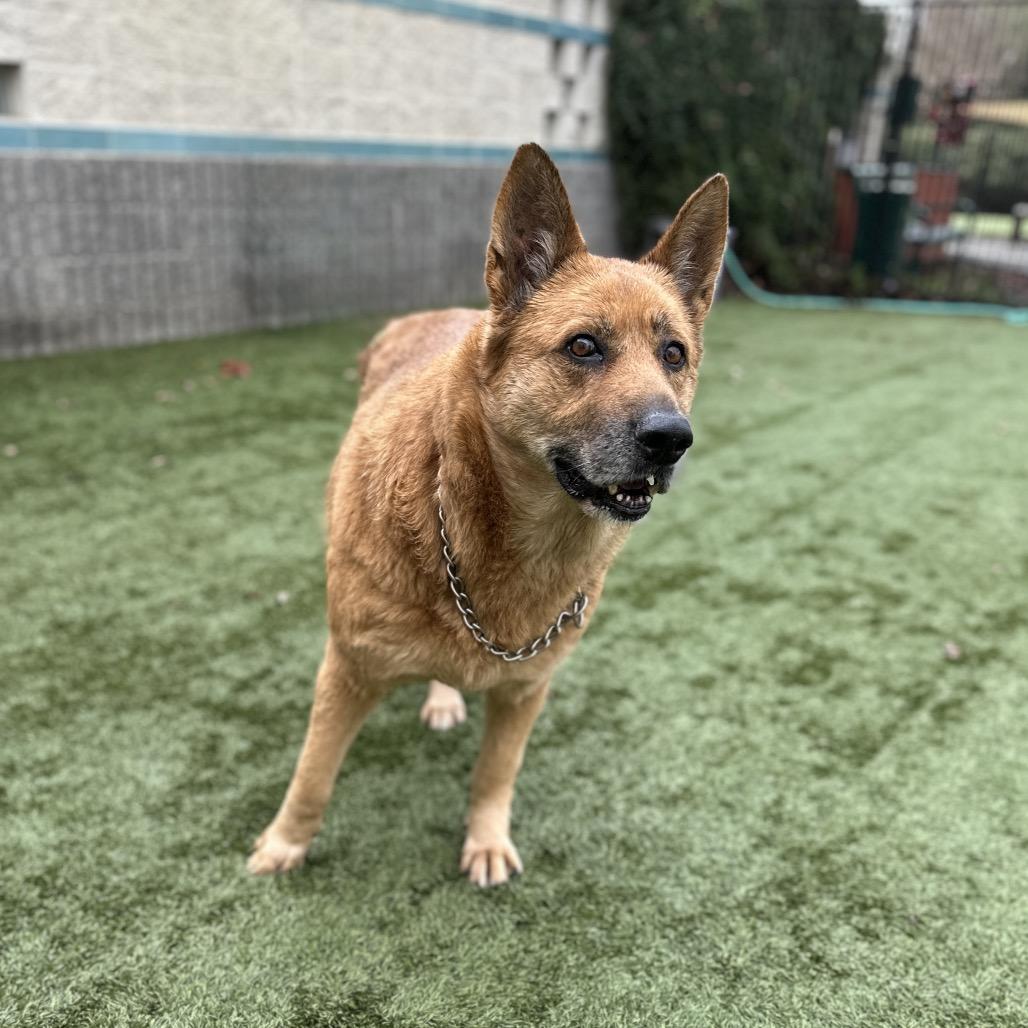 Enlarge Gladys - ECAS, a Adoptable mixed breed in Pleasanton, CA image 3/6