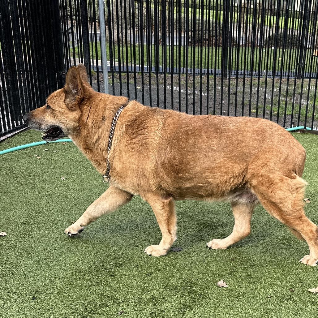Enlarge Gladys - ECAS, a Adoptable mixed breed in Pleasanton, CA image 4/6