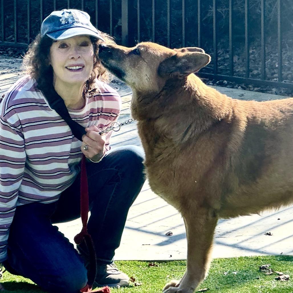 Enlarge Gladys - ECAS, a Adoptable mixed breed in Pleasanton, CA image 5/6