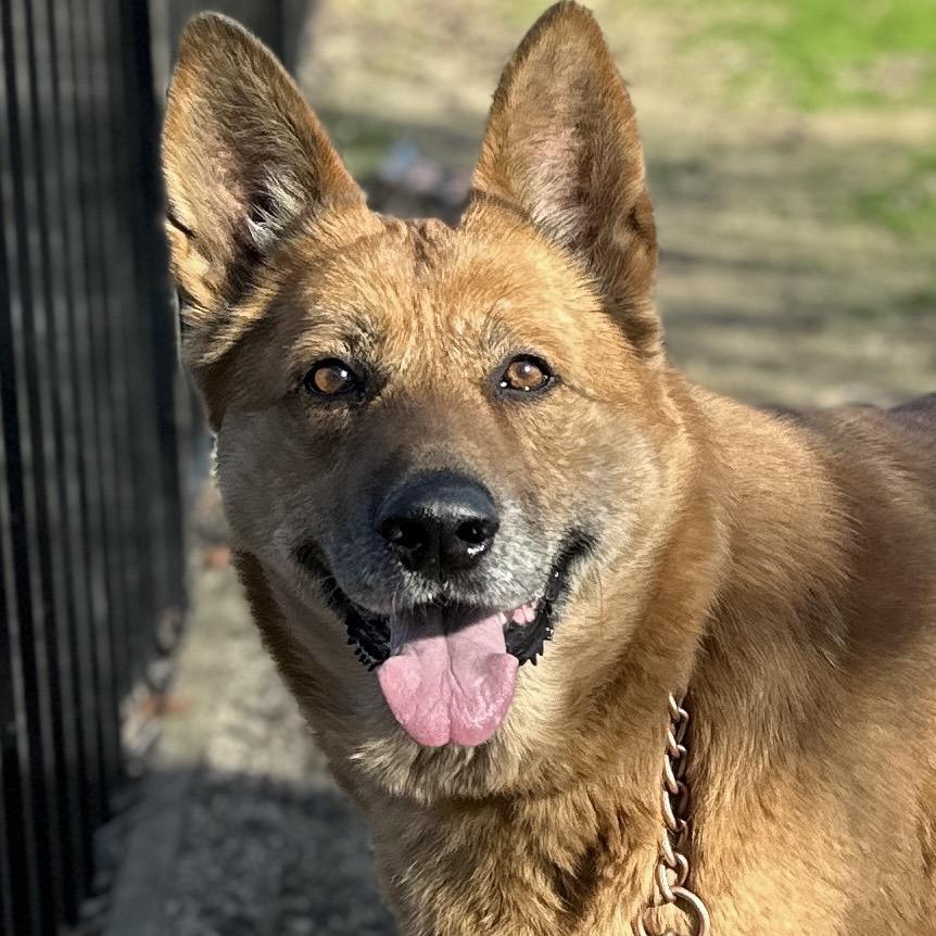 Enlarge Gladys - ECAS, a Adoptable mixed breed in Pleasanton, CA image 6/6