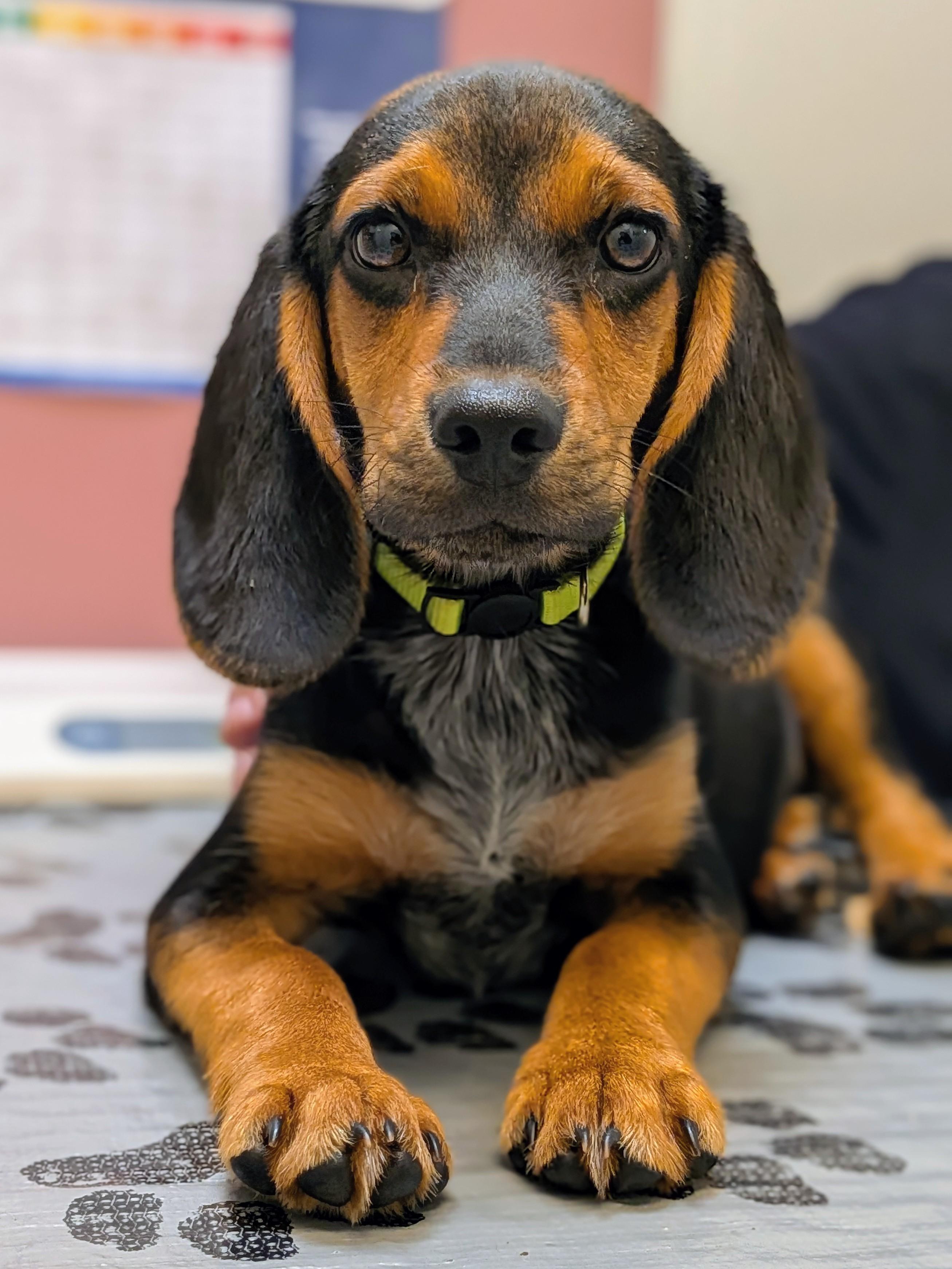 Enlarge Dale, a Adoption Pending mixed breed in TULSA, OK image 1/6