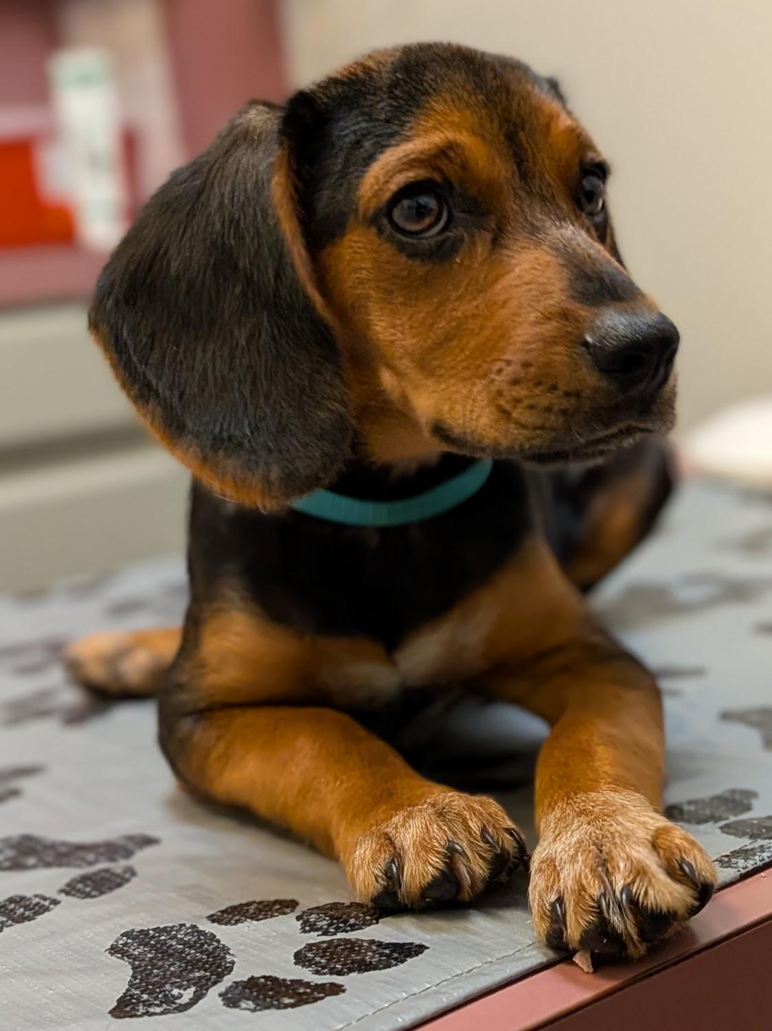 Enlarge Dale, a Adoption Pending mixed breed in TULSA, OK image 2/6