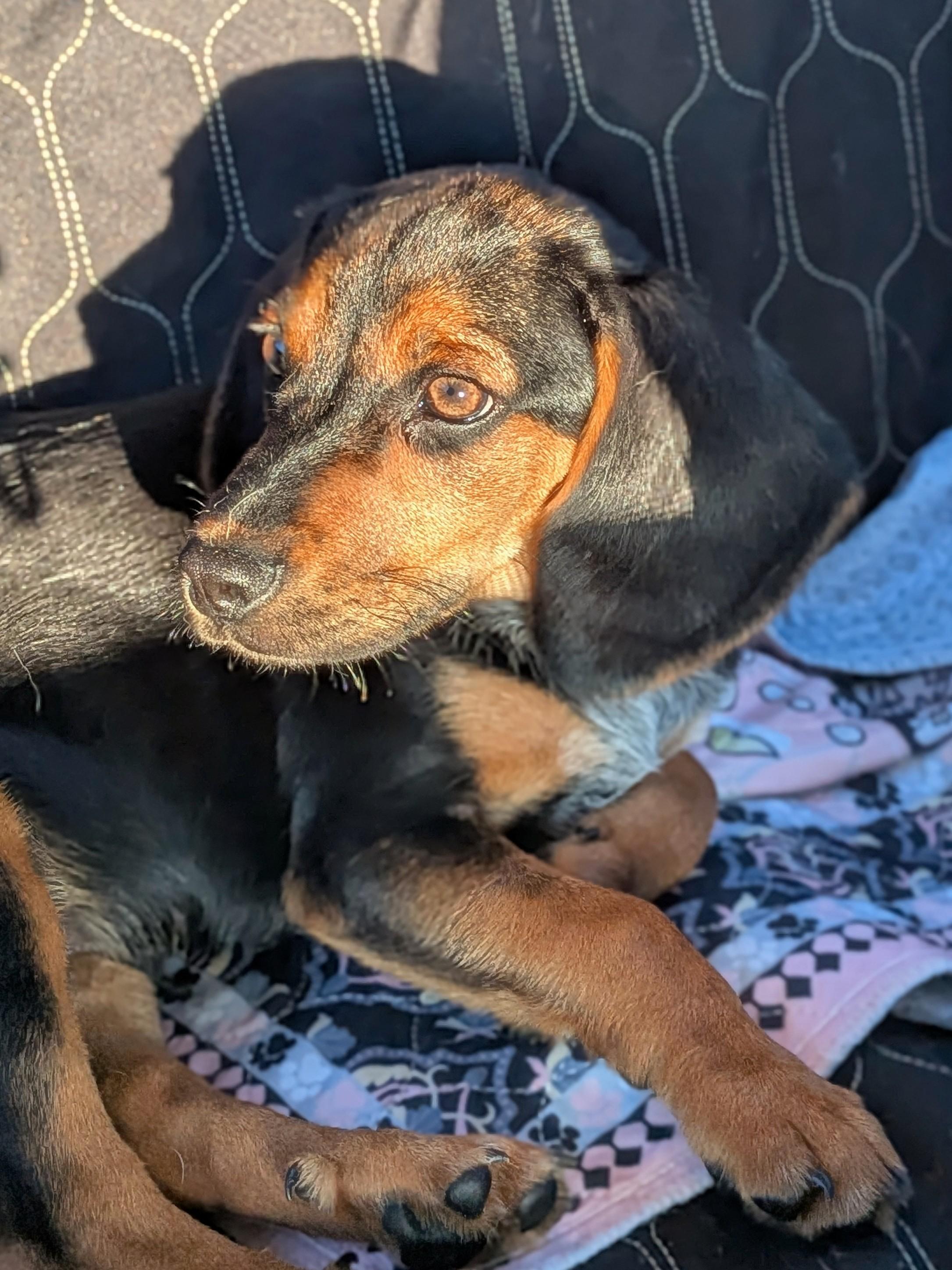 Enlarge Dale, a Adoption Pending mixed breed in TULSA, OK image 3/6