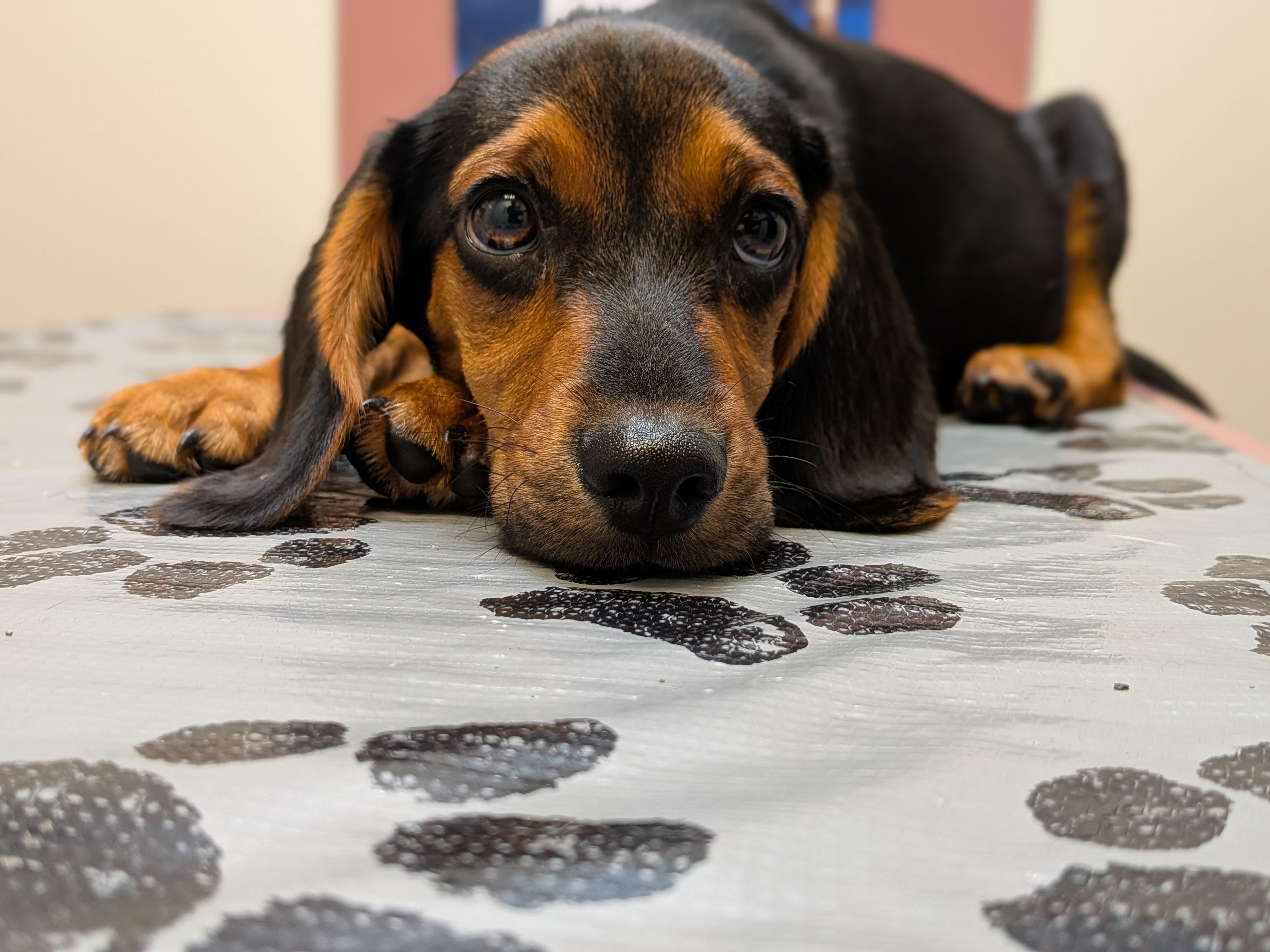 Enlarge Dale, a Adoption Pending mixed breed in TULSA, OK image 4/6