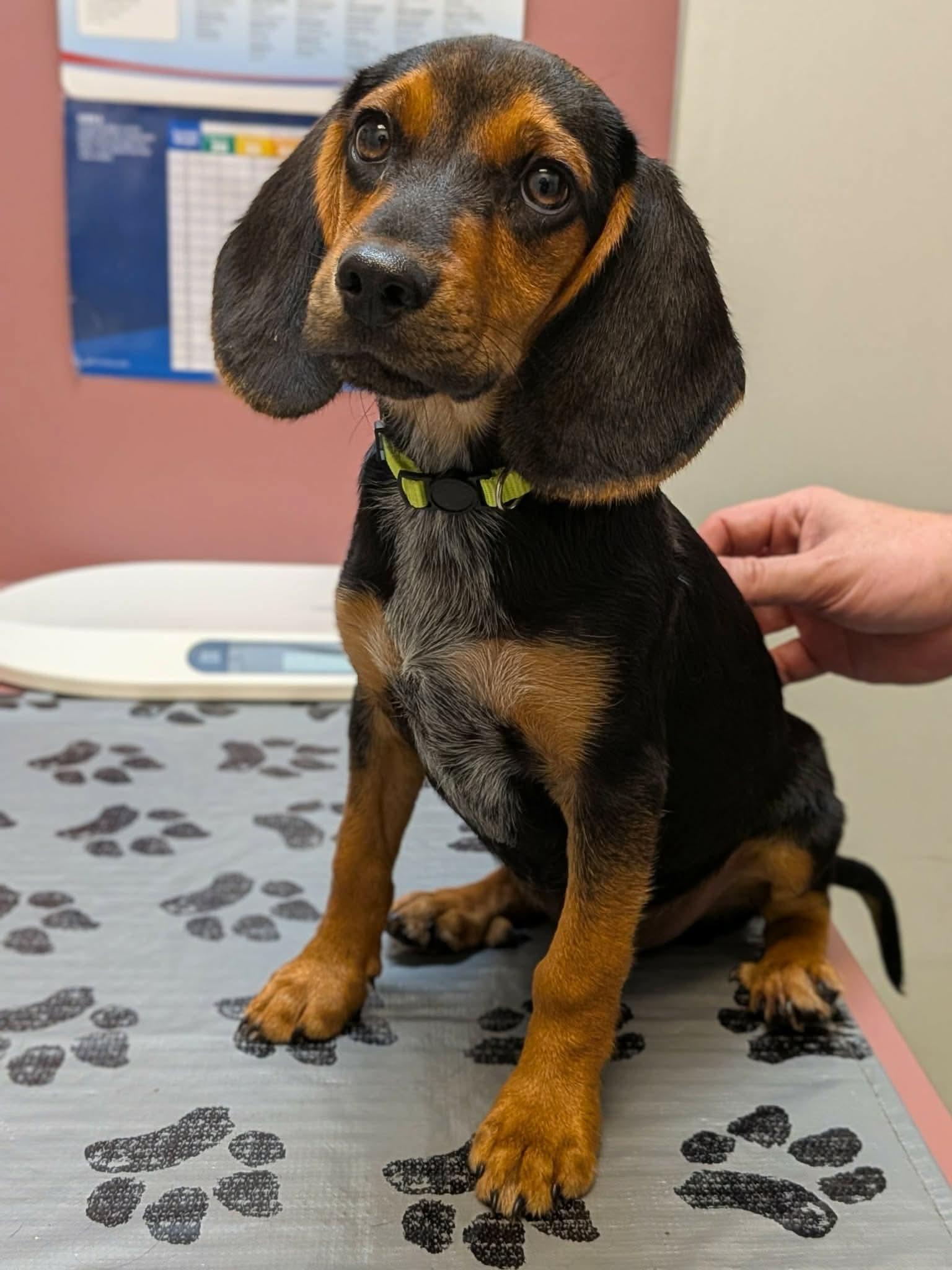 Enlarge Dale, a Adoption Pending mixed breed in TULSA, OK image 5/6