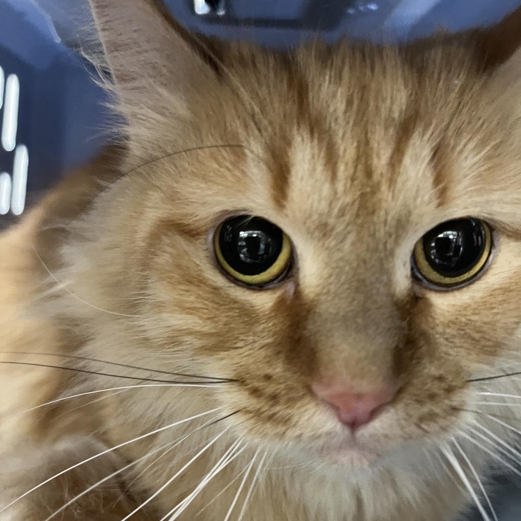 Papaya, Adoptable, Adult Female Domestic Long Hair.