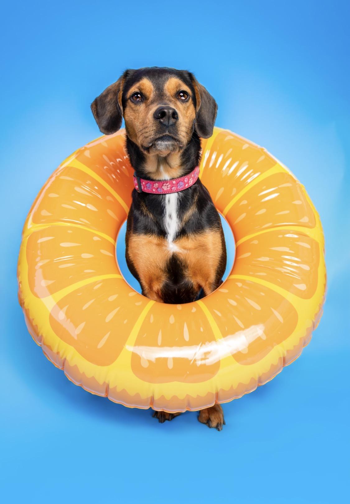Enlarge Khalessi, a Adopted mixed breed in Clarksburg, ON image 1/1