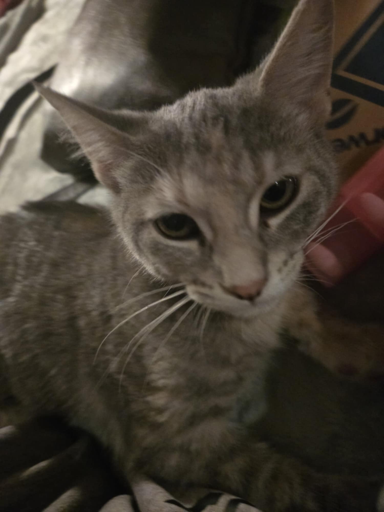 Mango, Adoptable, Young Female Domestic Short Hair.