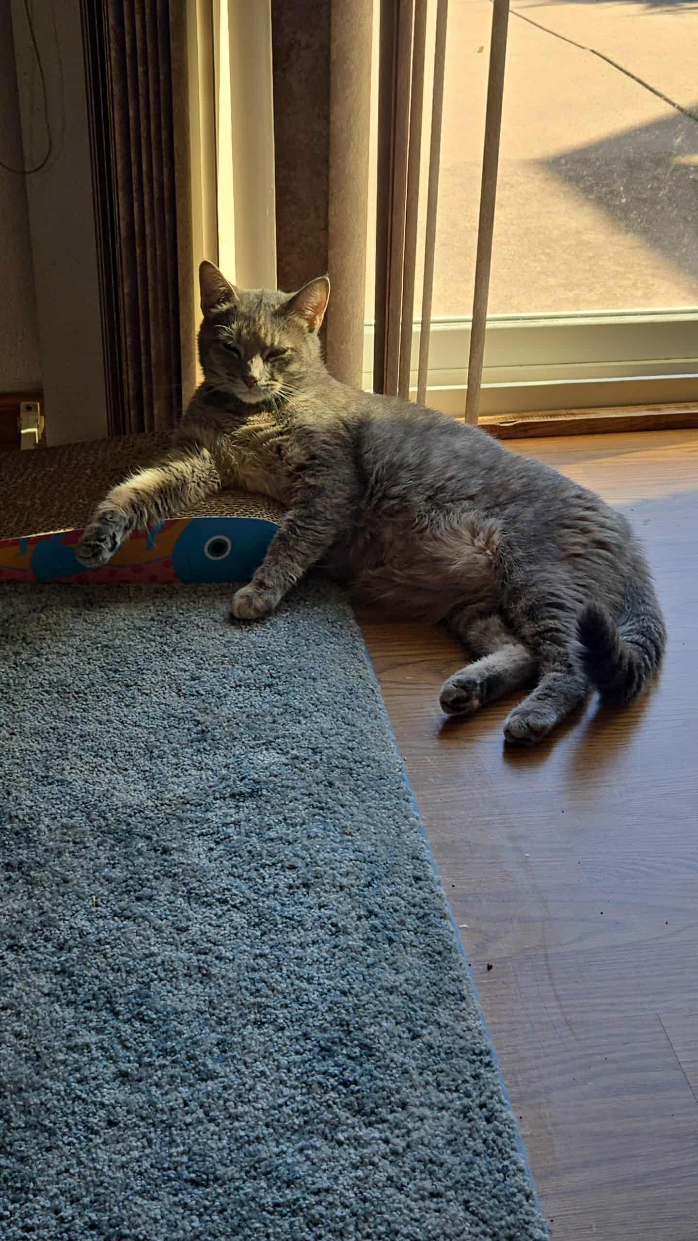 Mango, a Adoptable Domestic Short Hair in Madison , WI image 4/4