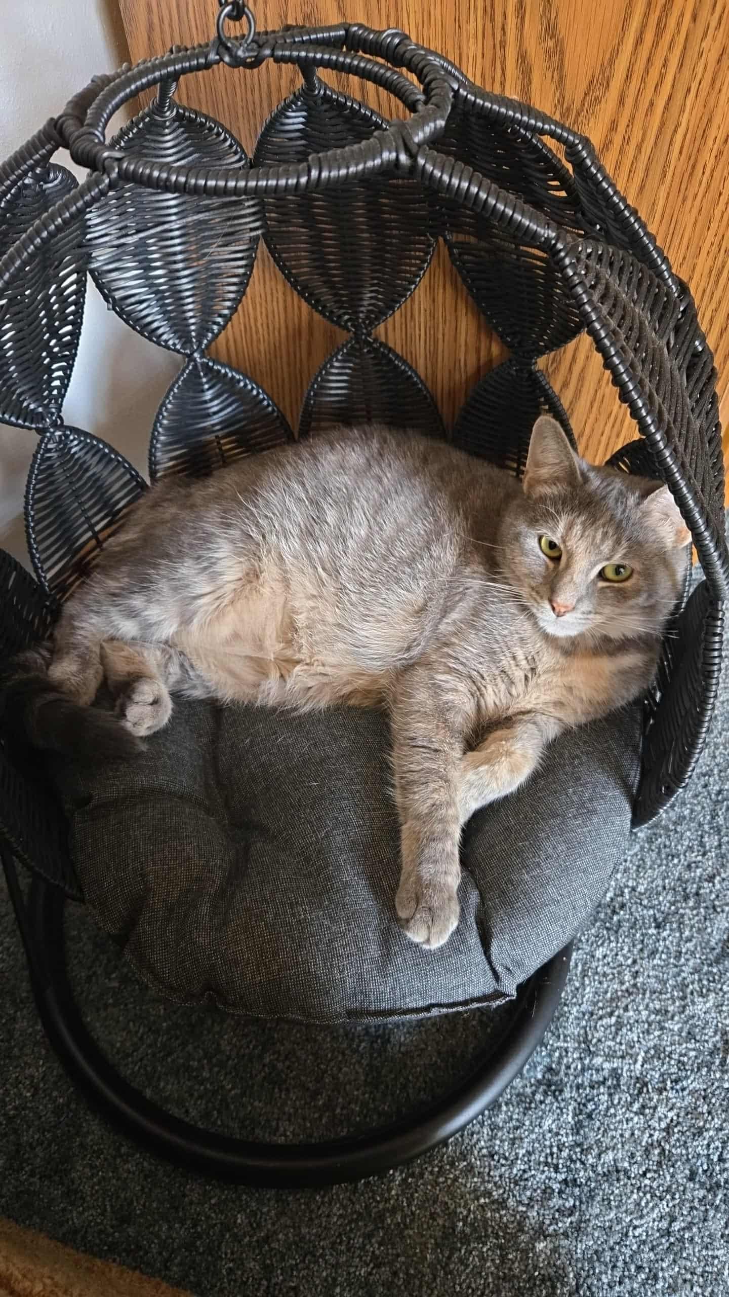 Mango, a Adoptable Domestic Short Hair in Madison , WI image 1/4