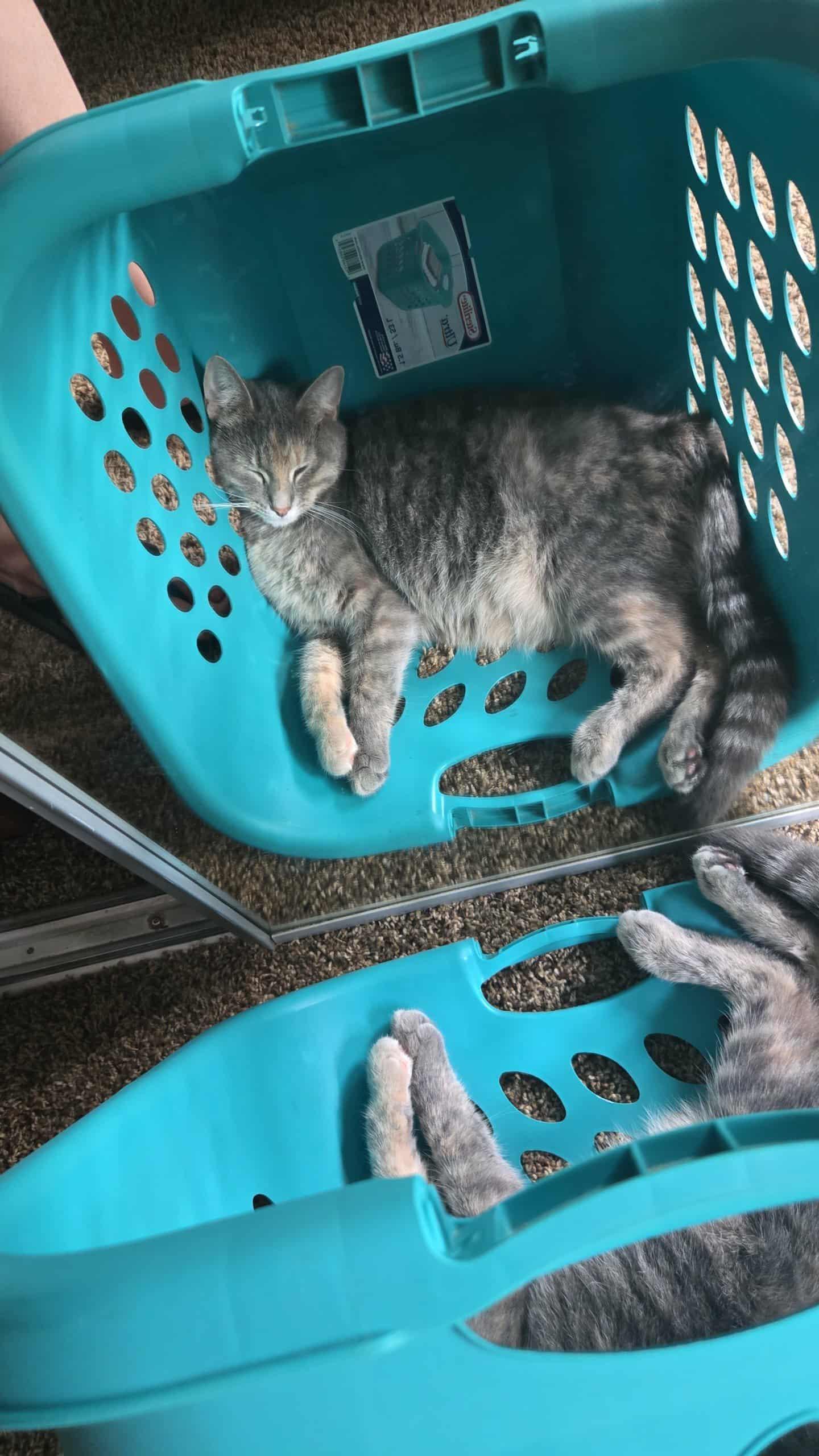 Mango, a Adoptable Domestic Short Hair in Madison , WI image 3/4