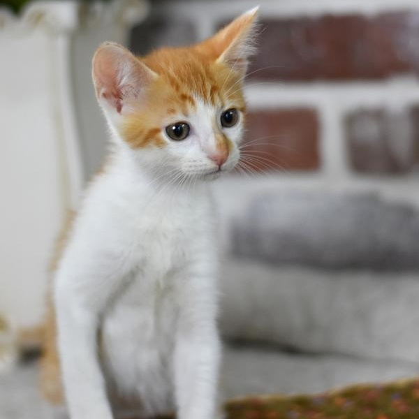 Bailey (Mad Llama Litter) 5