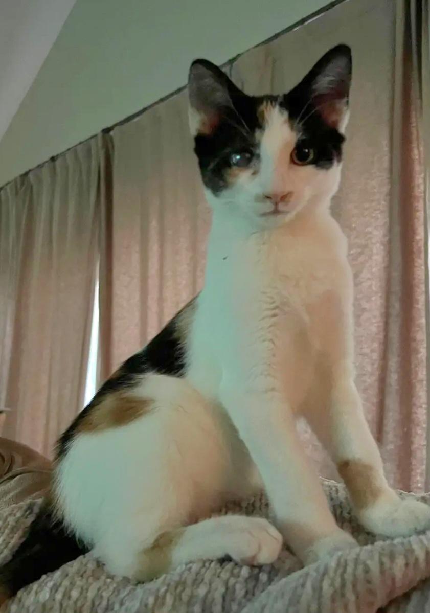 Fern, a Adoptable mixed breed in Rochester Hills, MI image 2/6