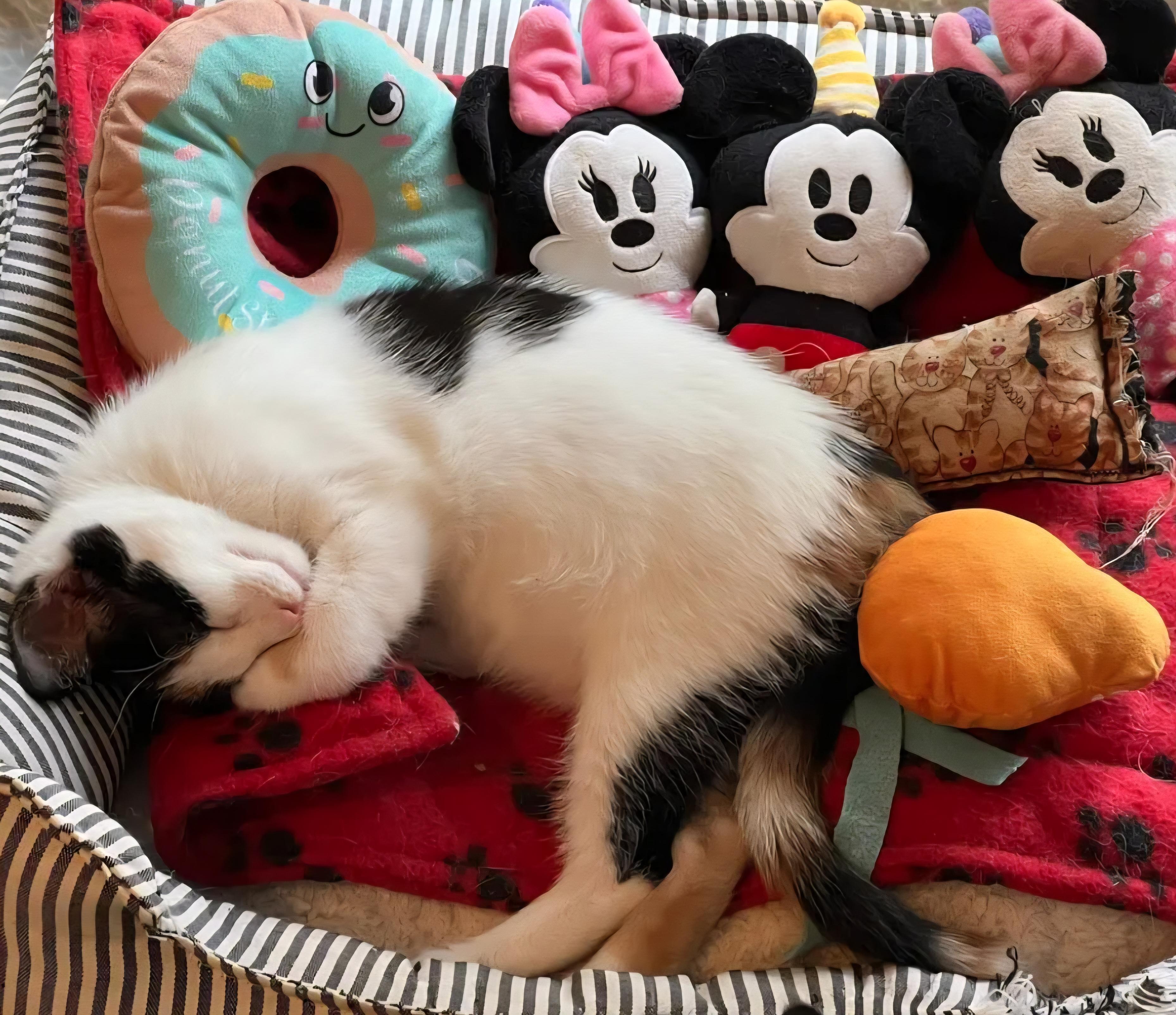 Fern, a Adoptable mixed breed in Rochester Hills, MI image 3/6